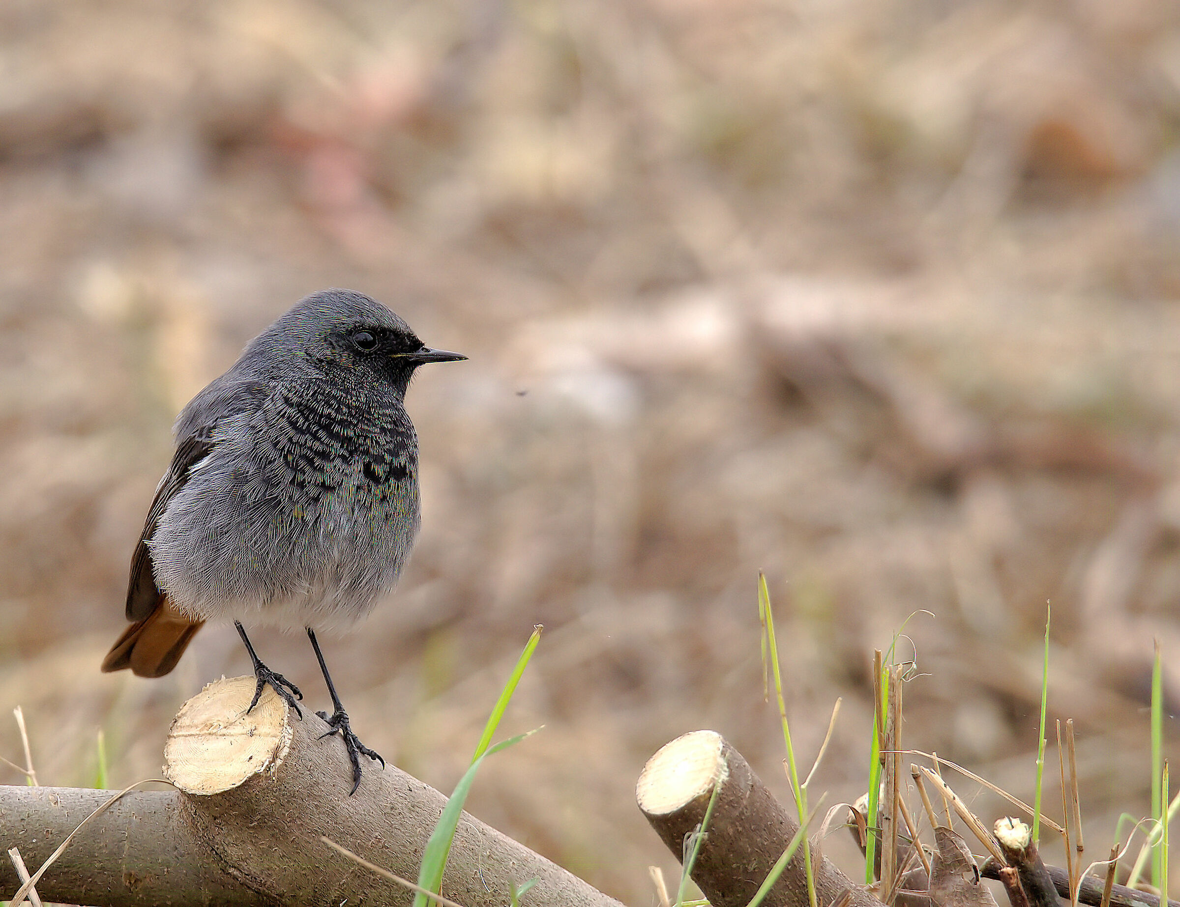 Red codirosso male chimney sweep