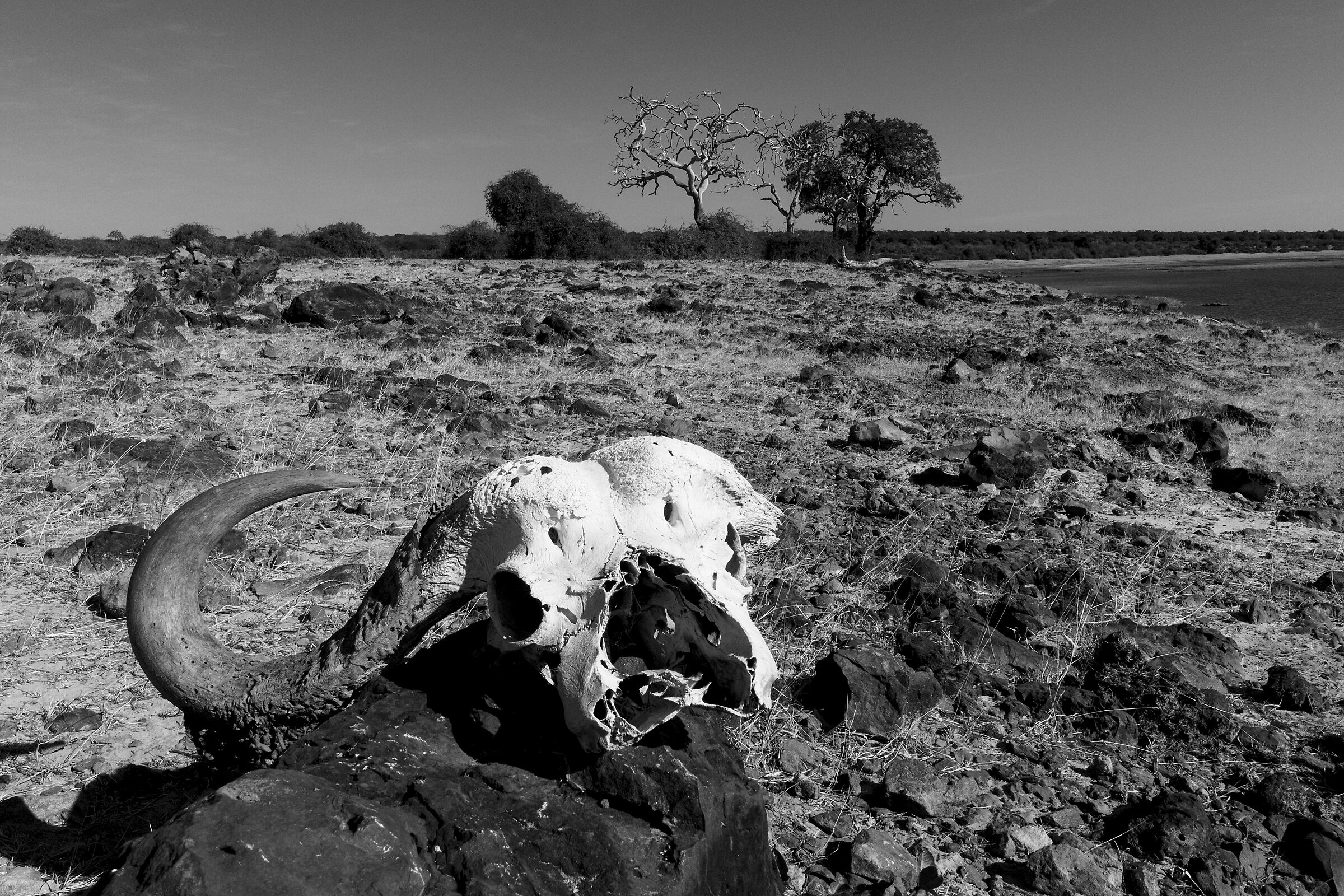 La dura legge della savana