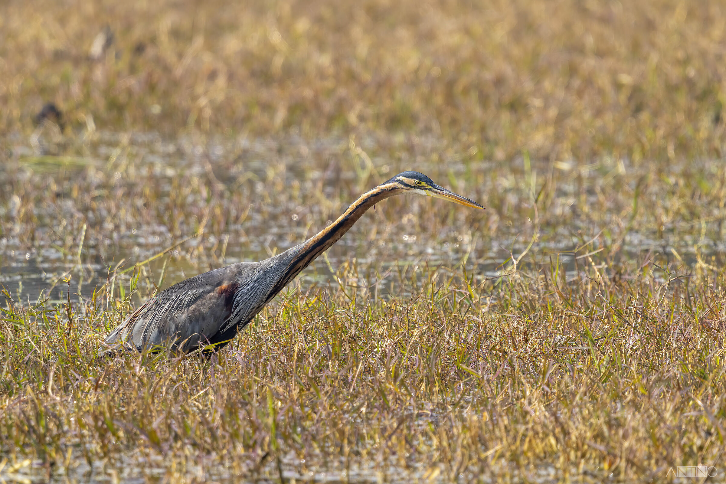 Purple heron