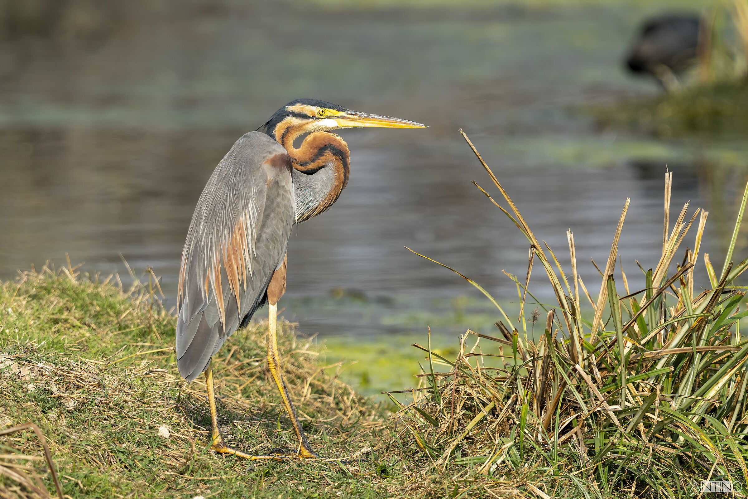 Purple heron