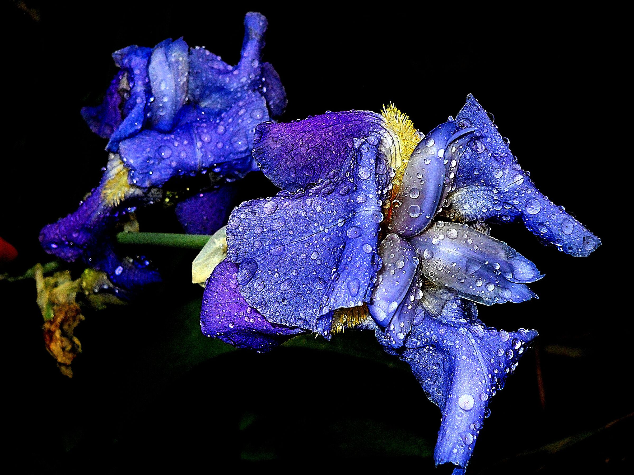 Iris