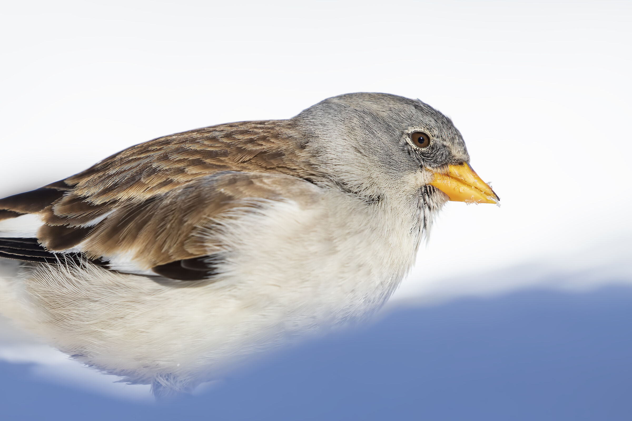 Portrait of an Alpine