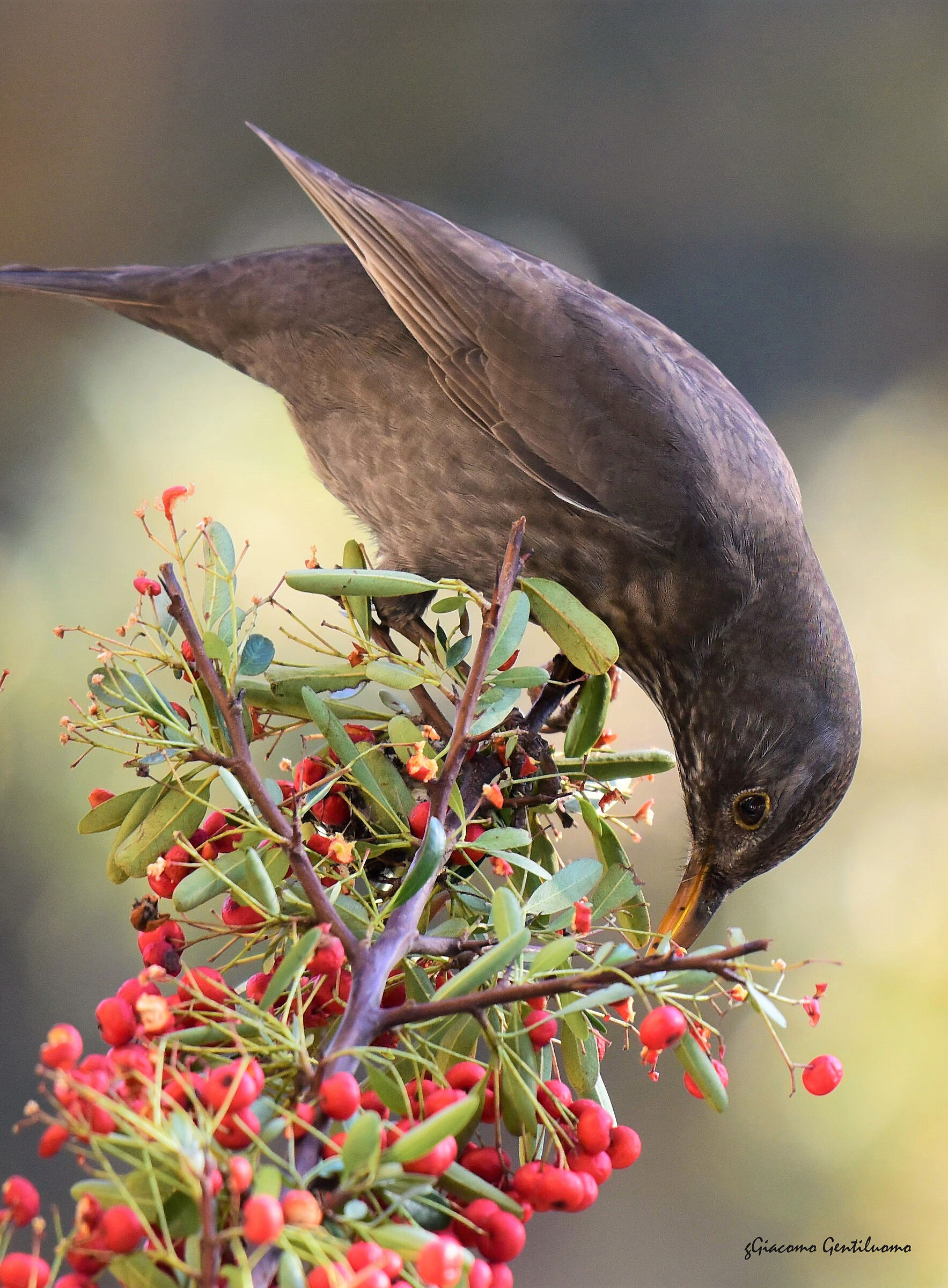 Merla sul mio balcone