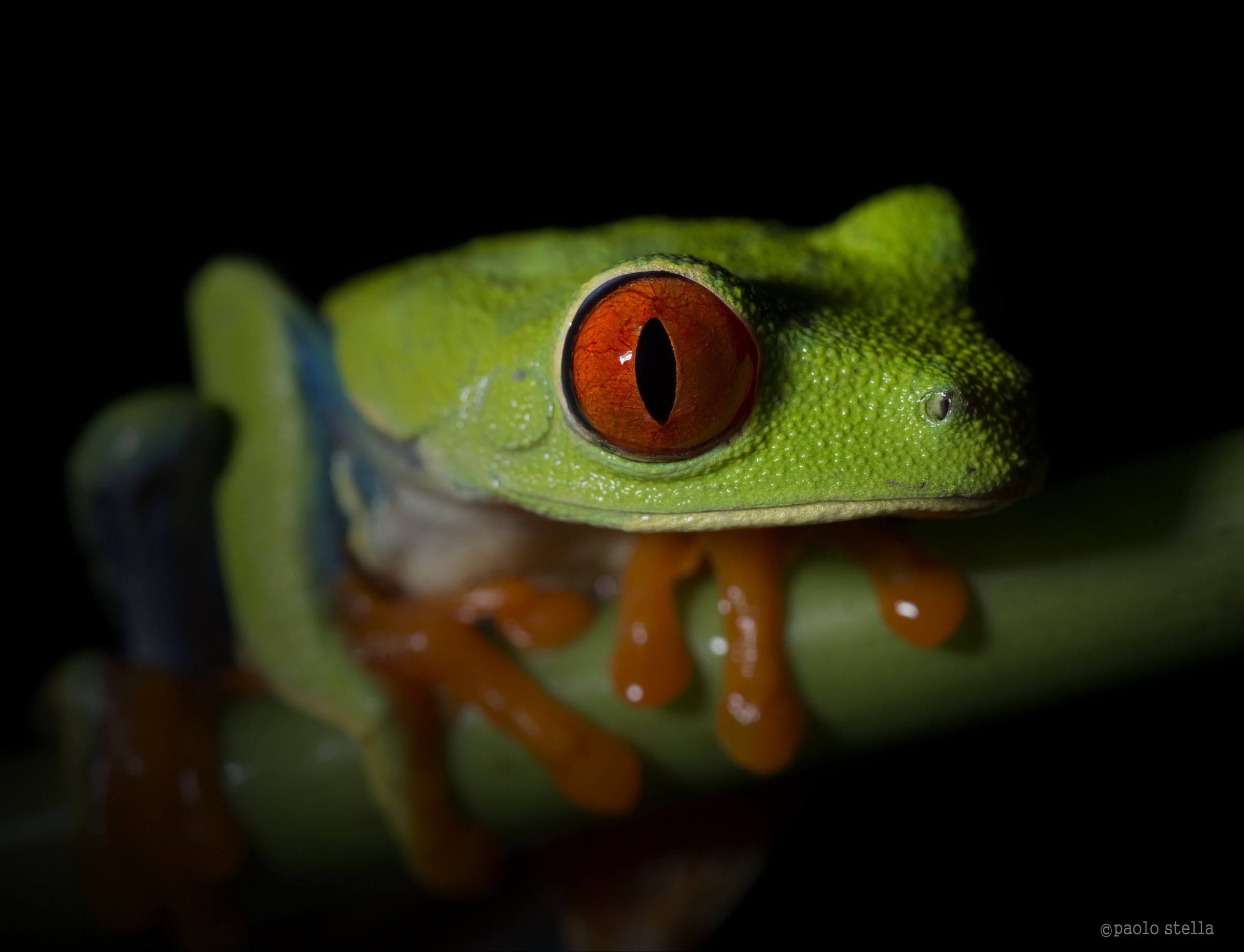 Red-eyed tree frog