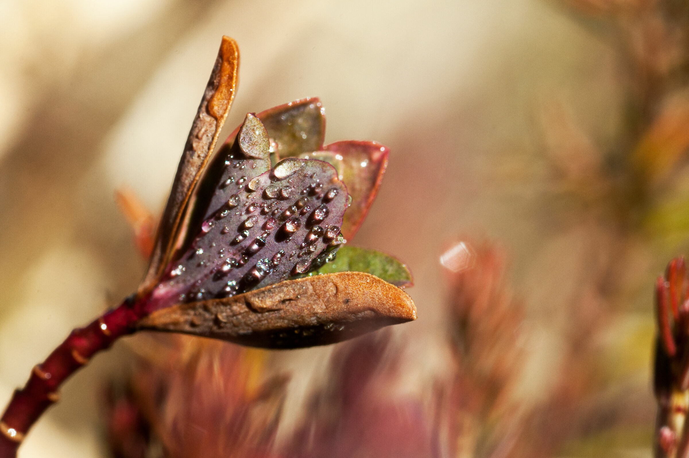 Dew