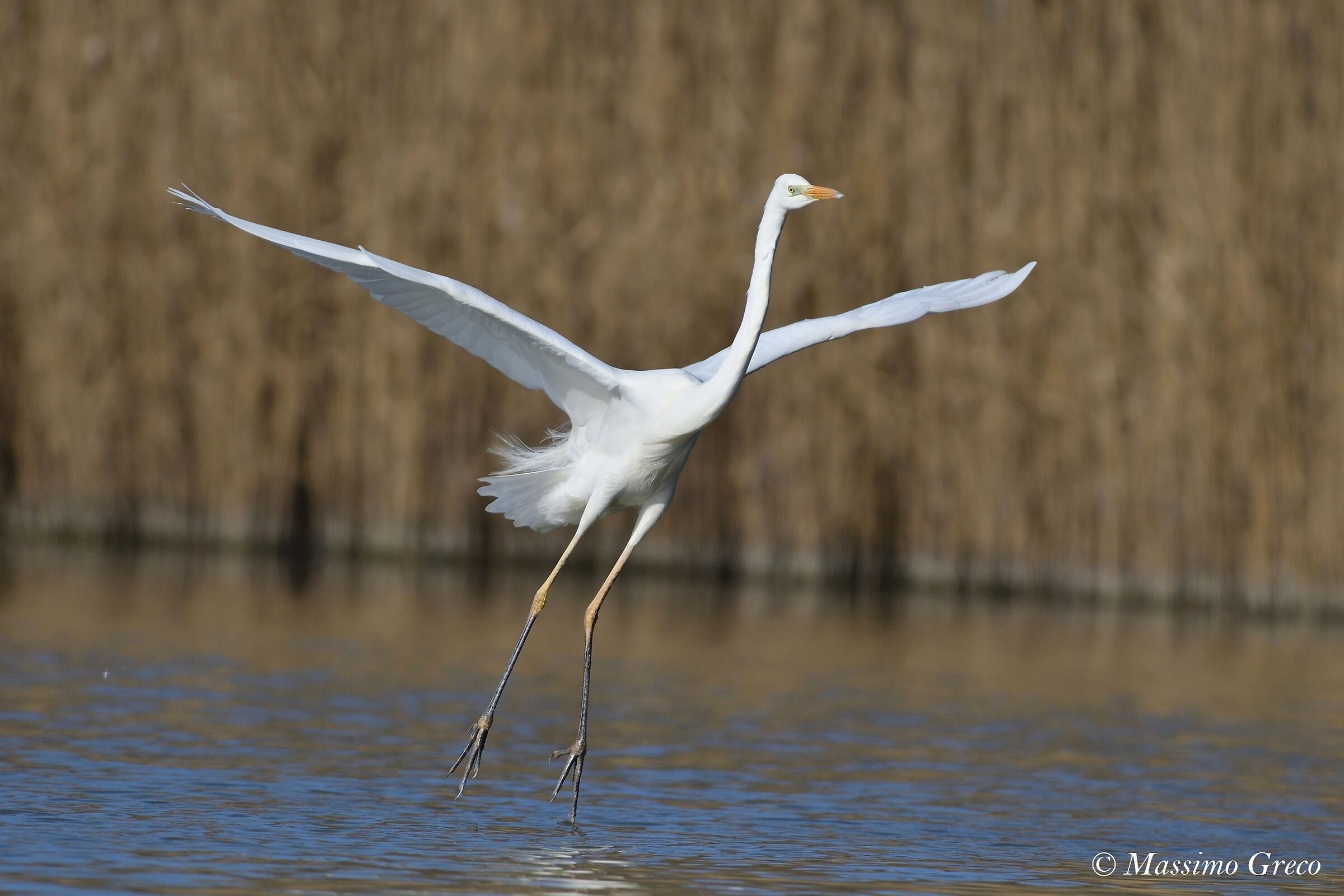 Major white heron
