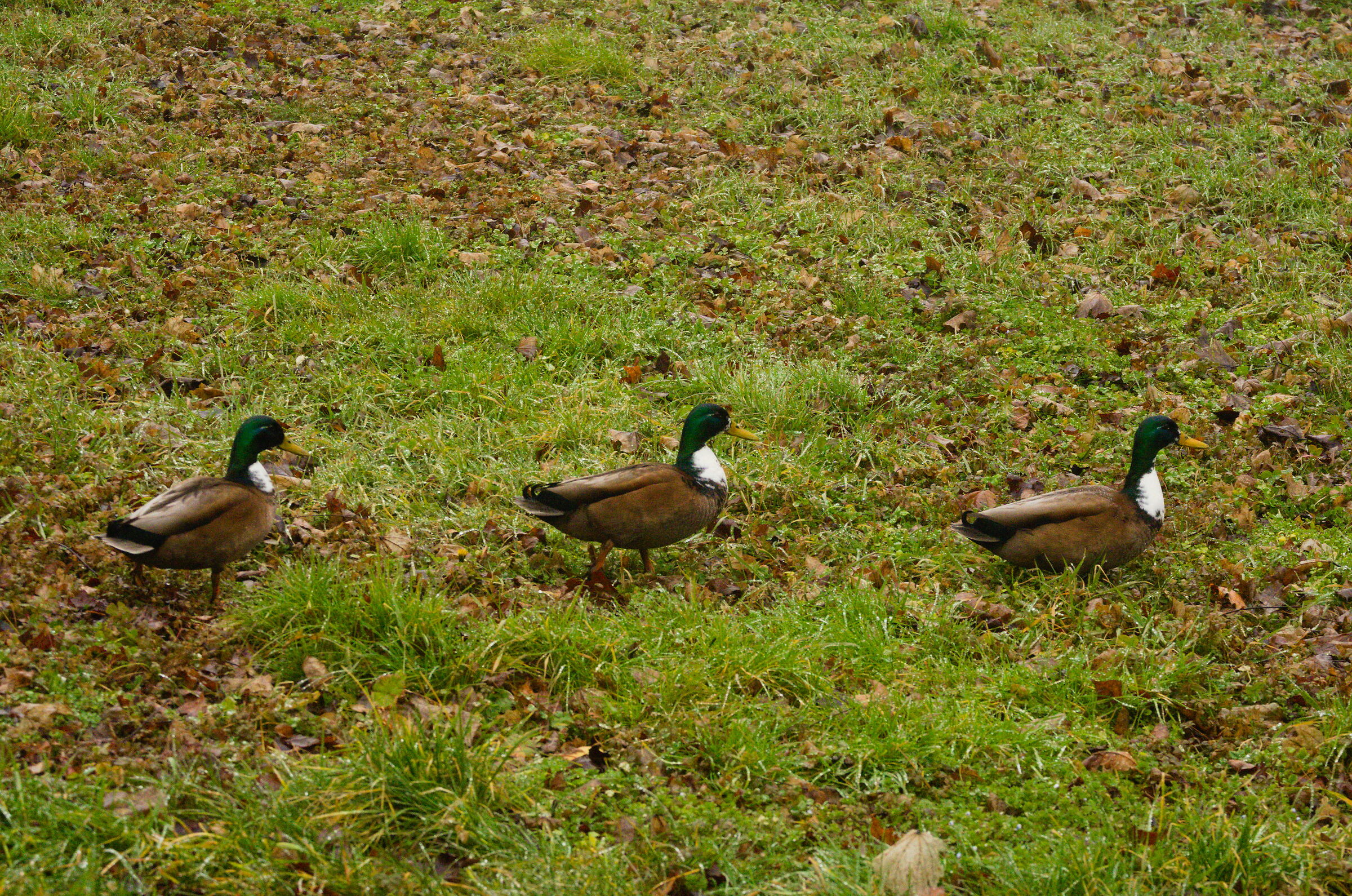 3 ducks