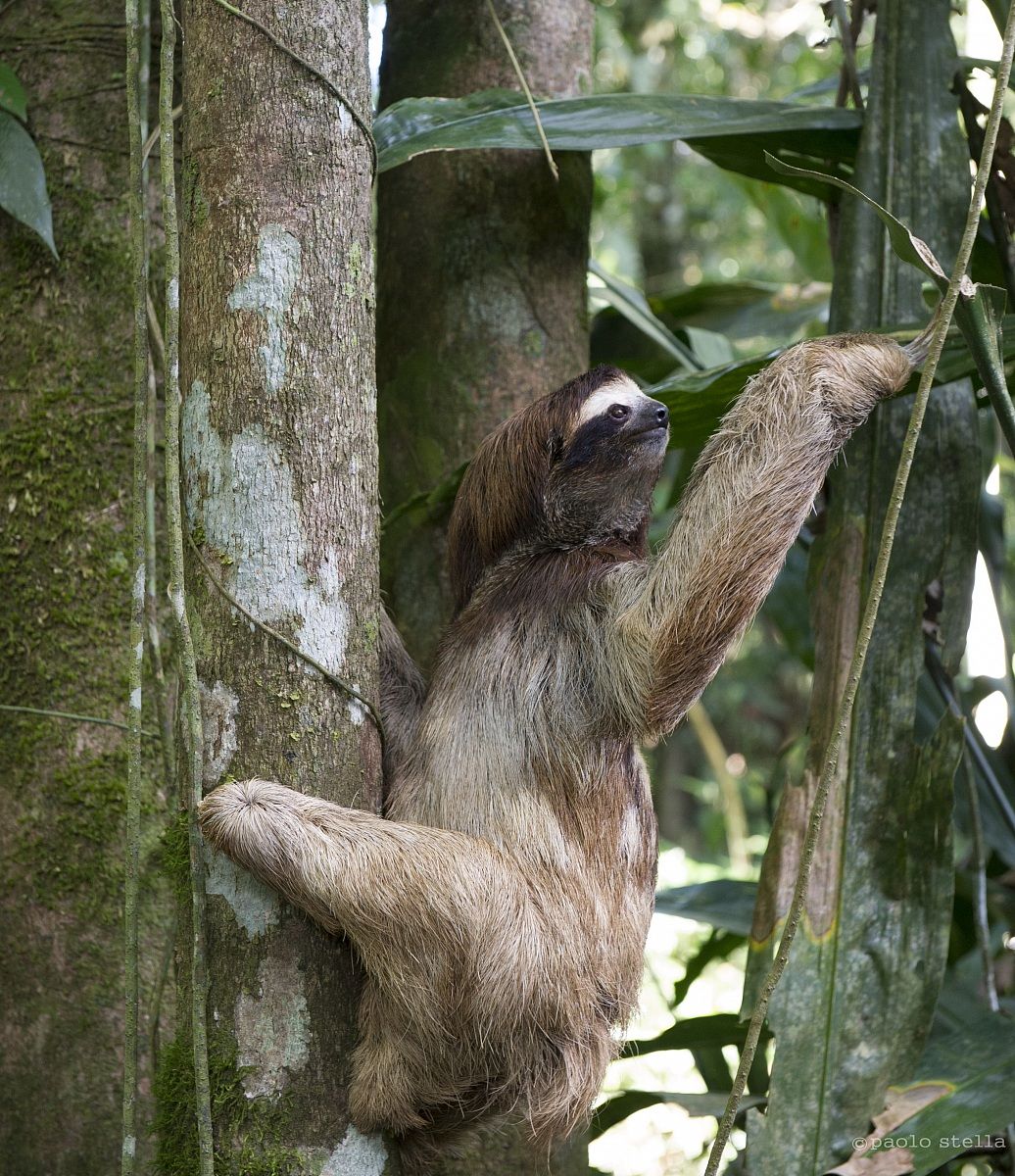 Three-fingered sloth