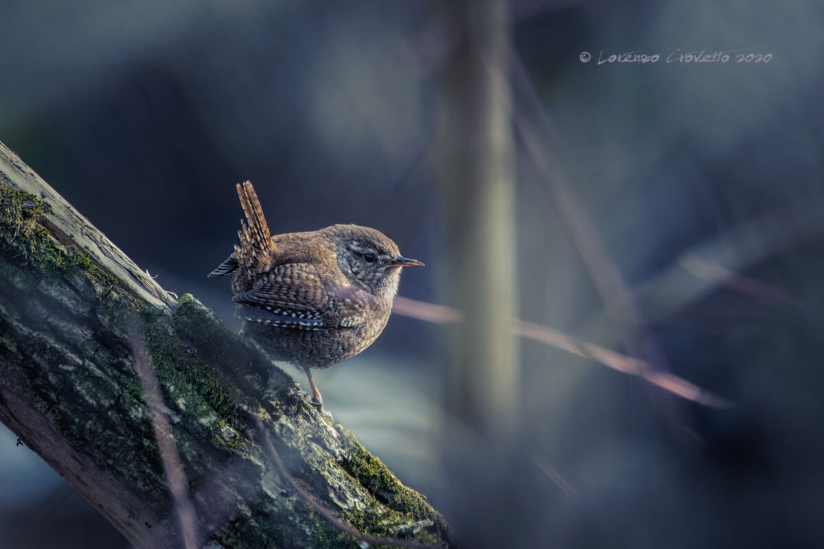 Wren