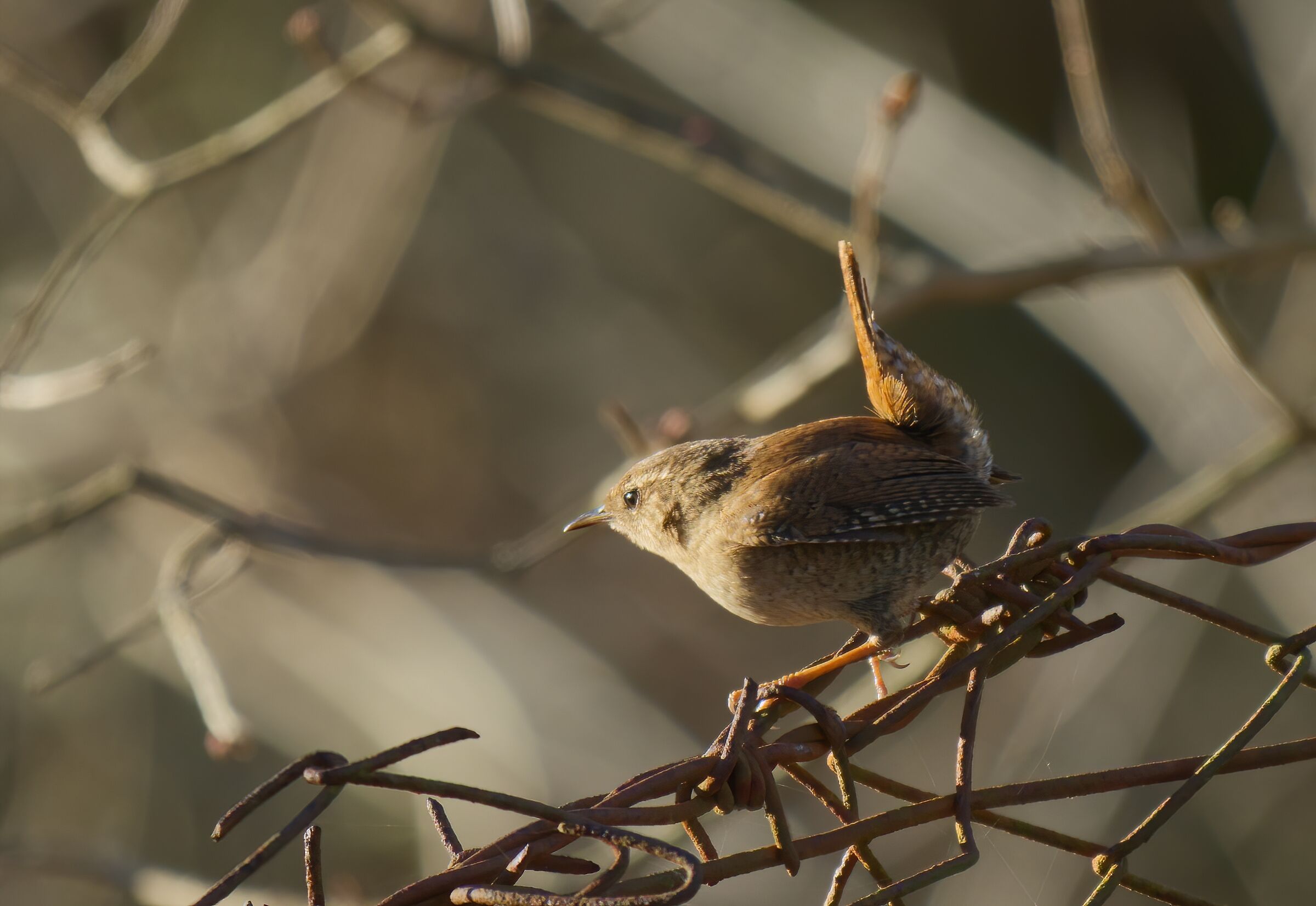 The wren in the reticulated