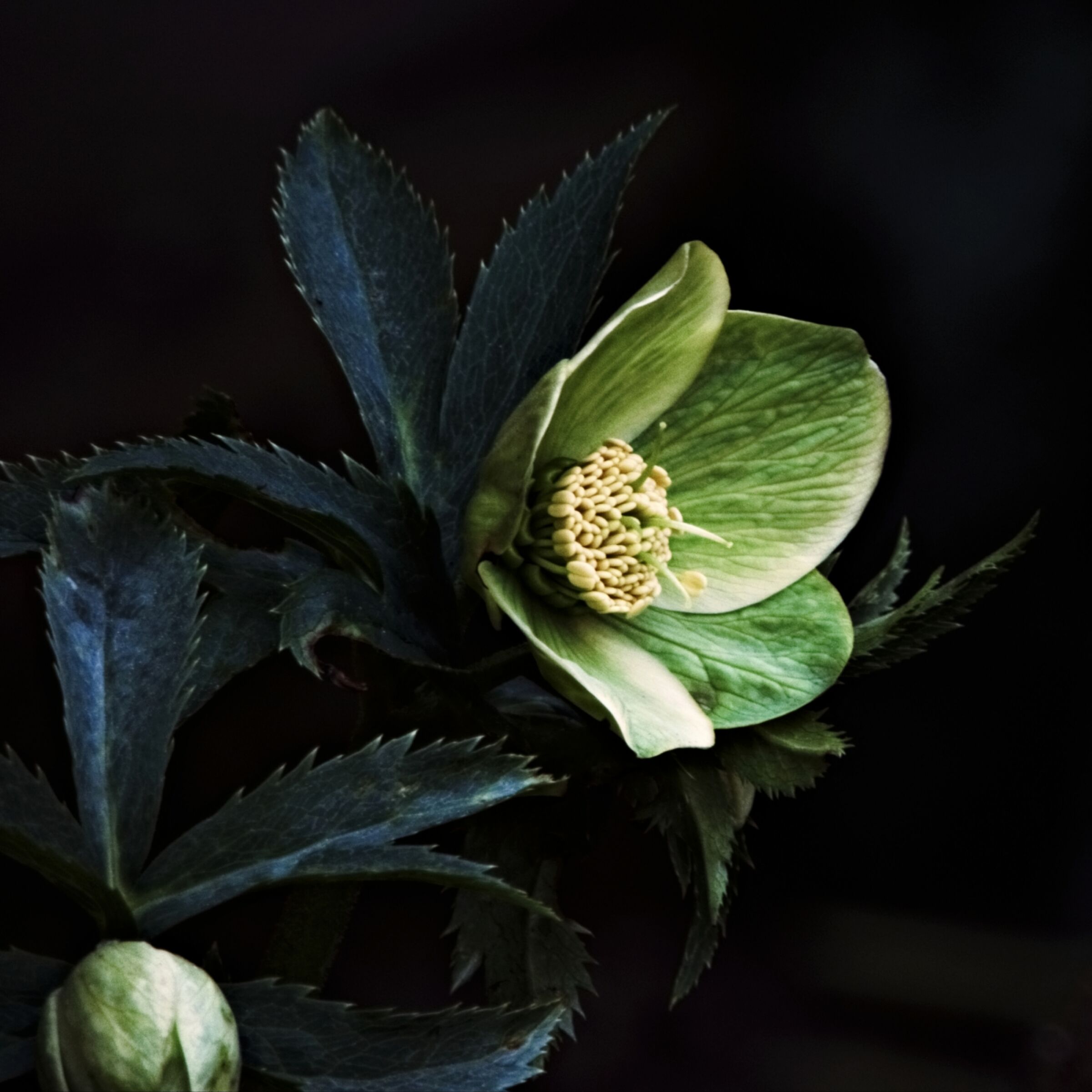 Helleborus liguricus
