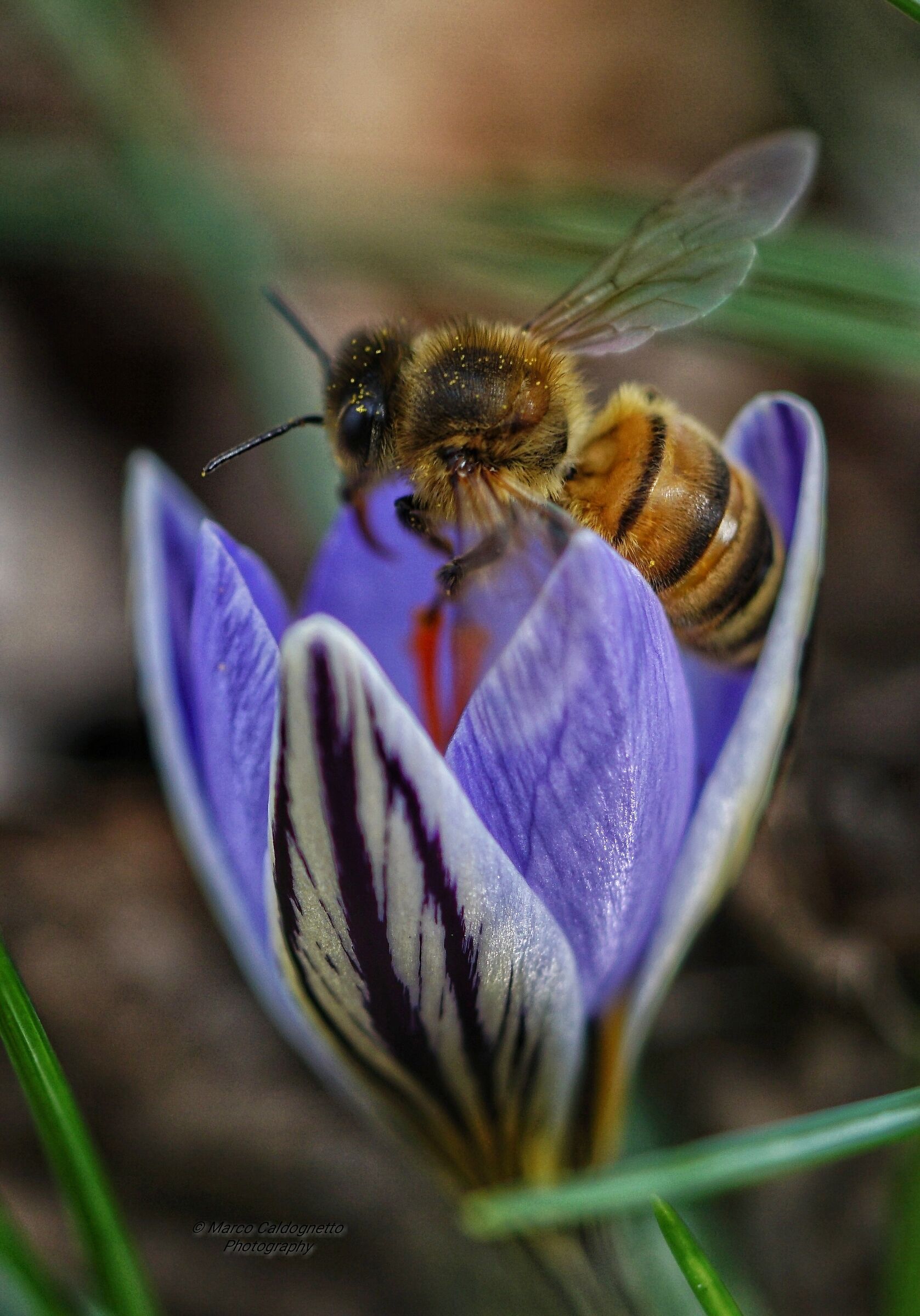 "Bzzz.. uno Sprizzzzz di Pollllline! "