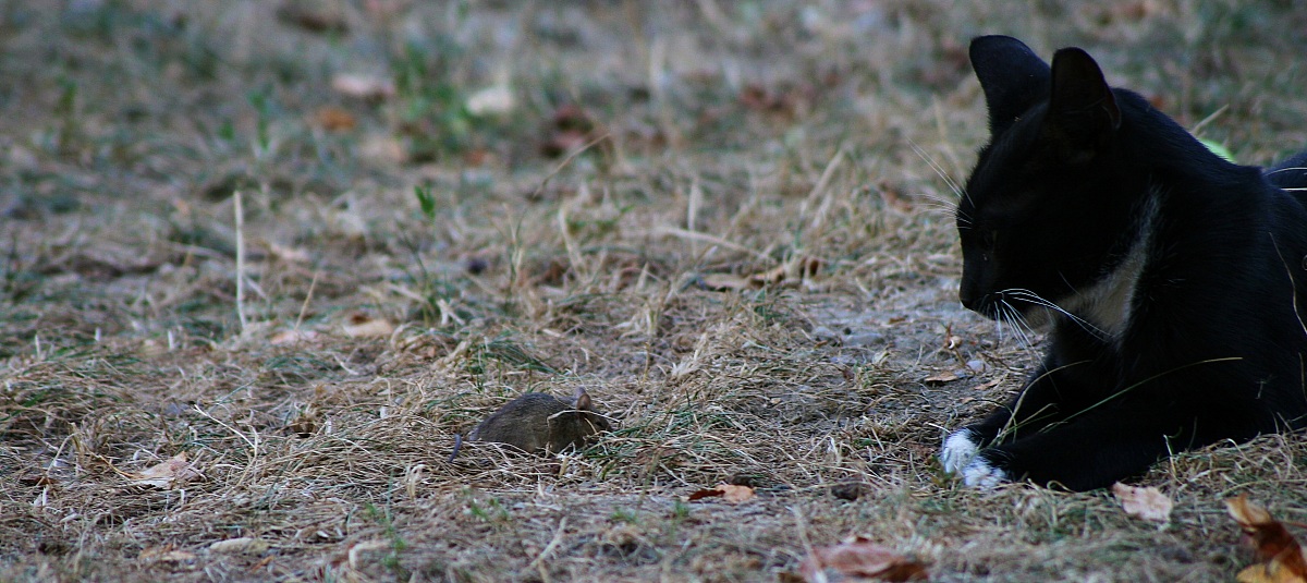 I promise not to do!