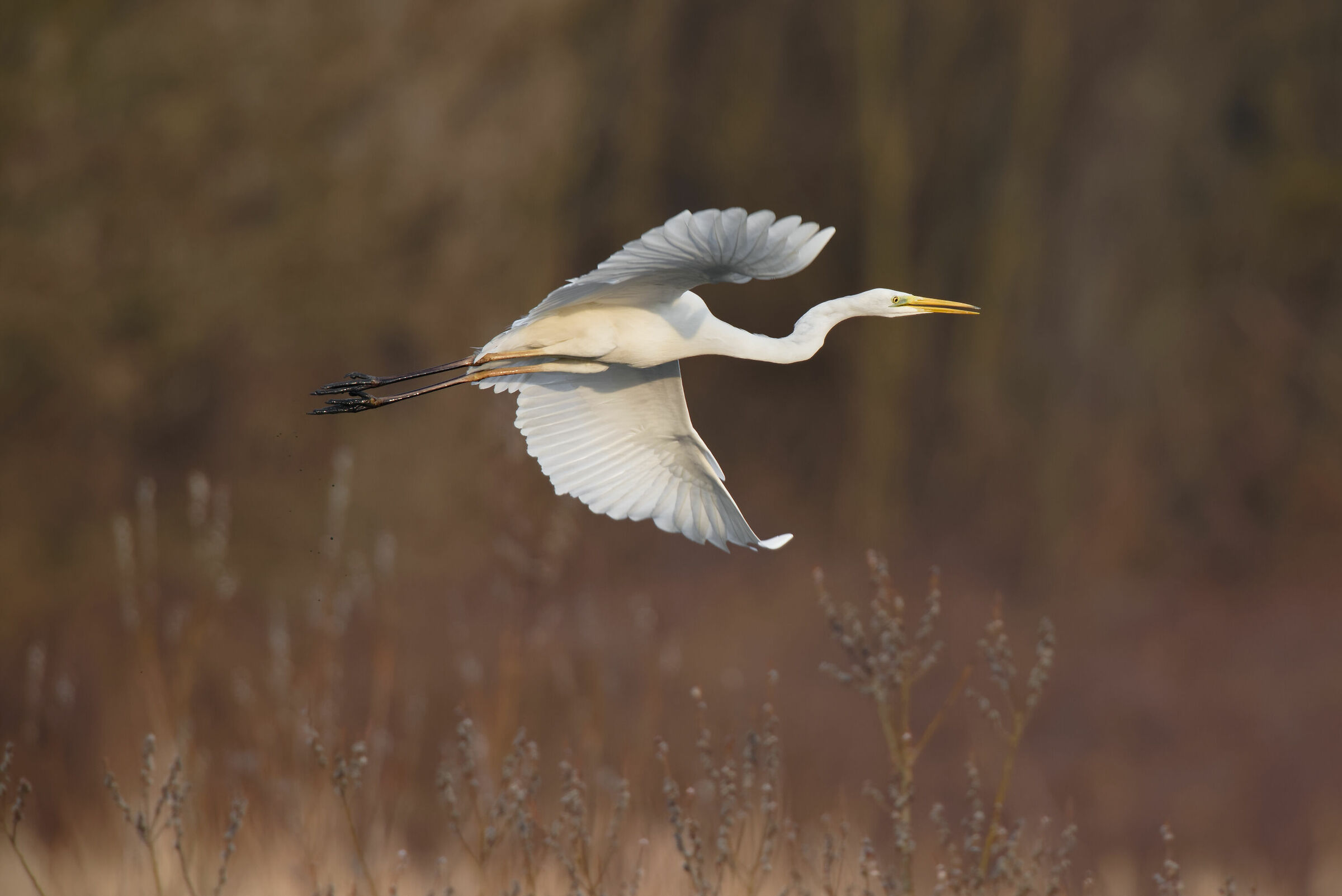 L'eleganza dell'Airone Bianco