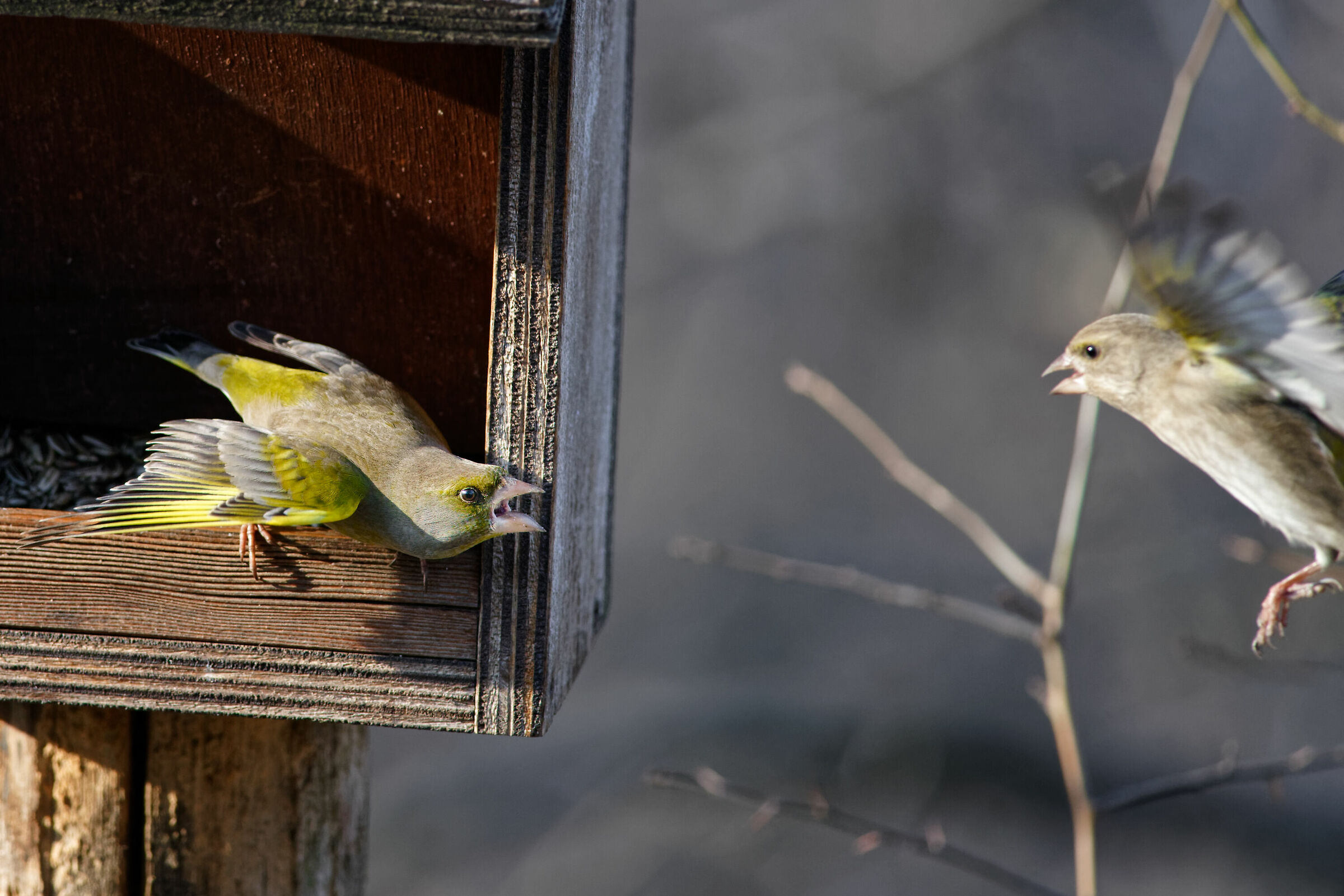 Il Verdone Imbruttito!
