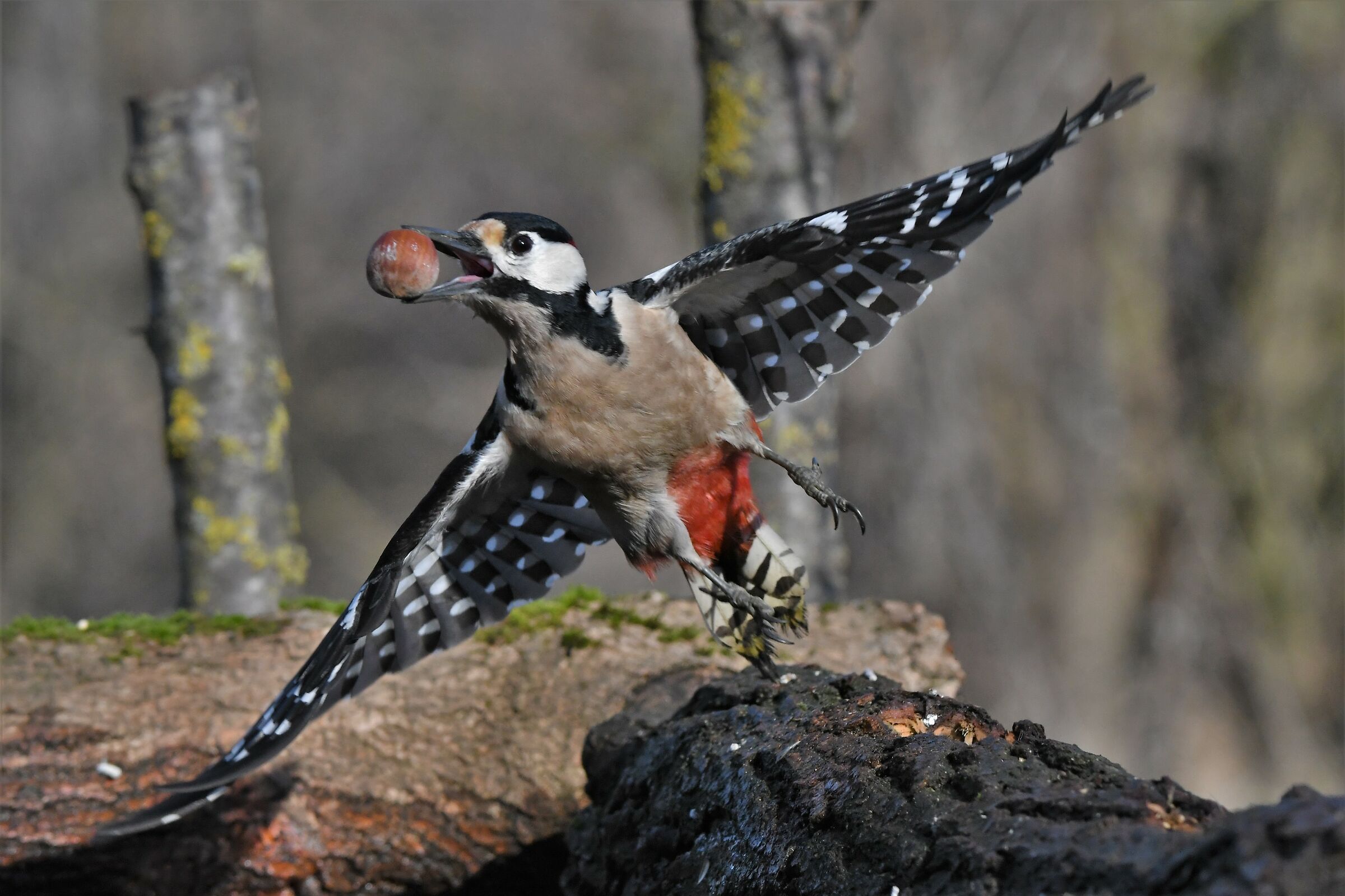 Red woodpecker
