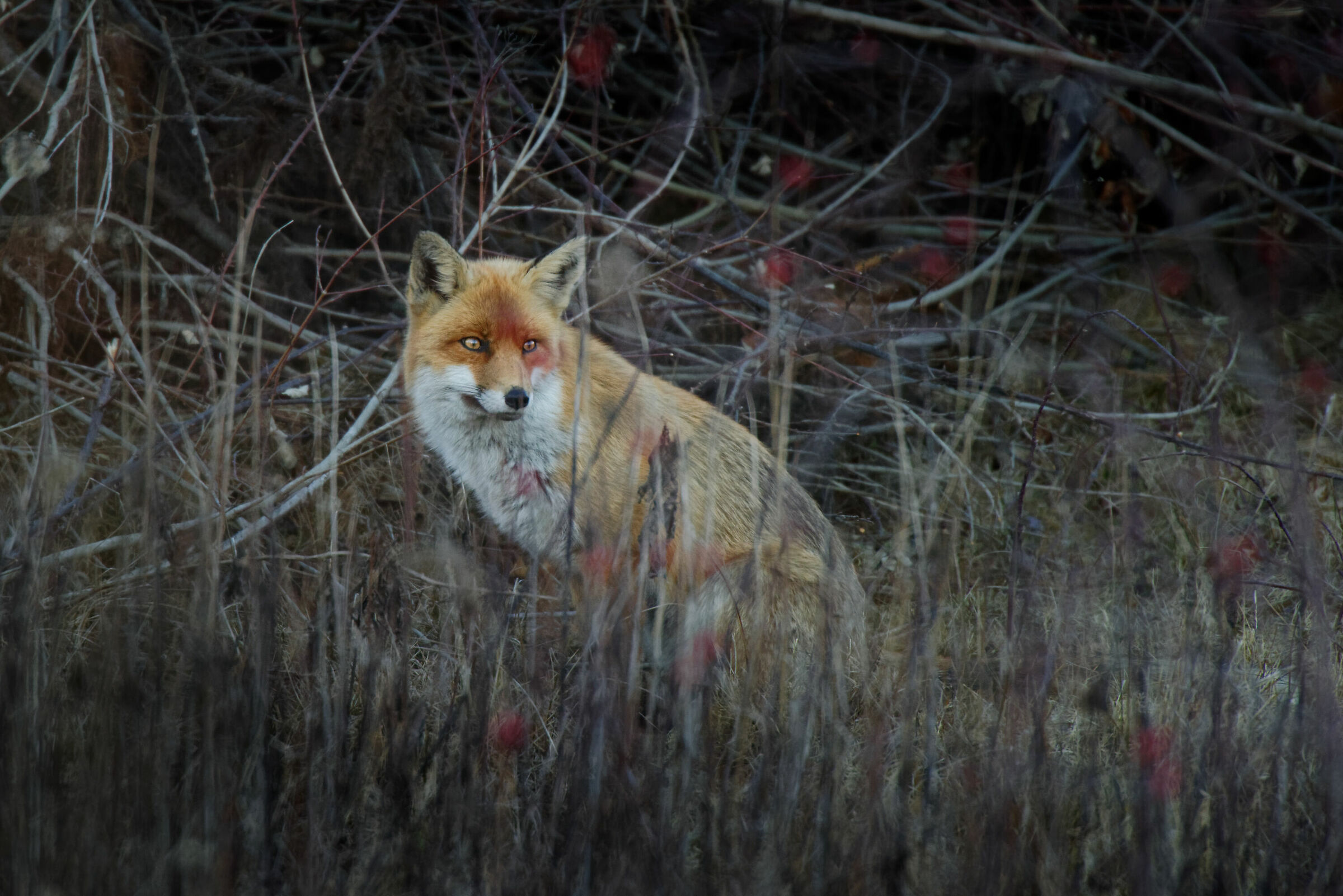 Volpe in visita all'Oasi