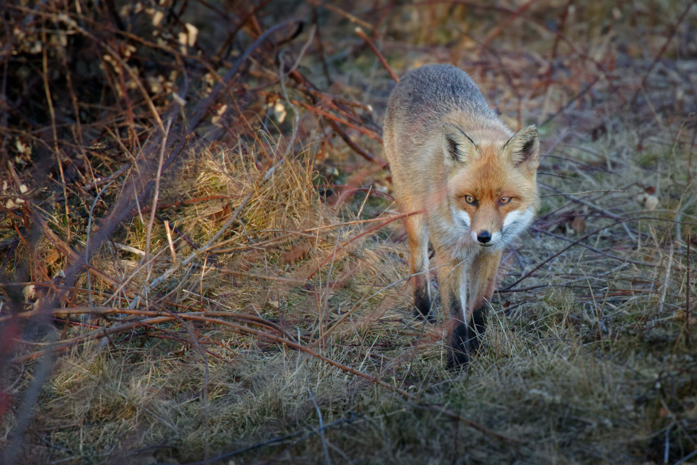 Volpe in visita all'Oasi 2