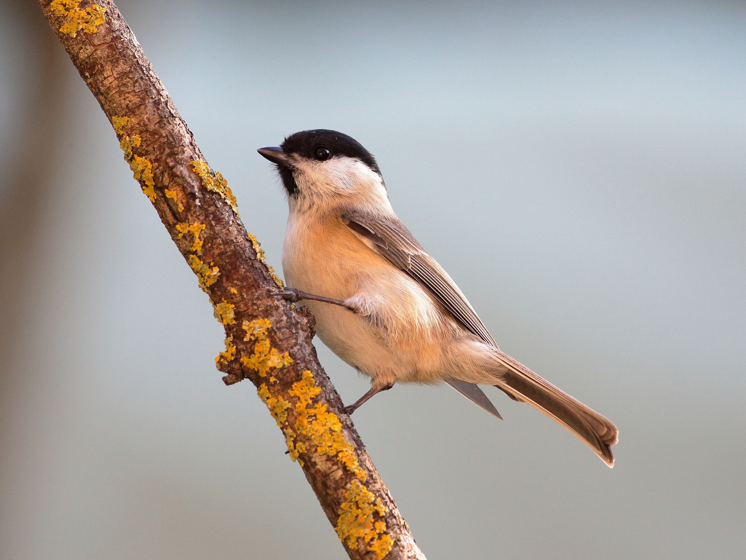 Parus palustris or tita bigot