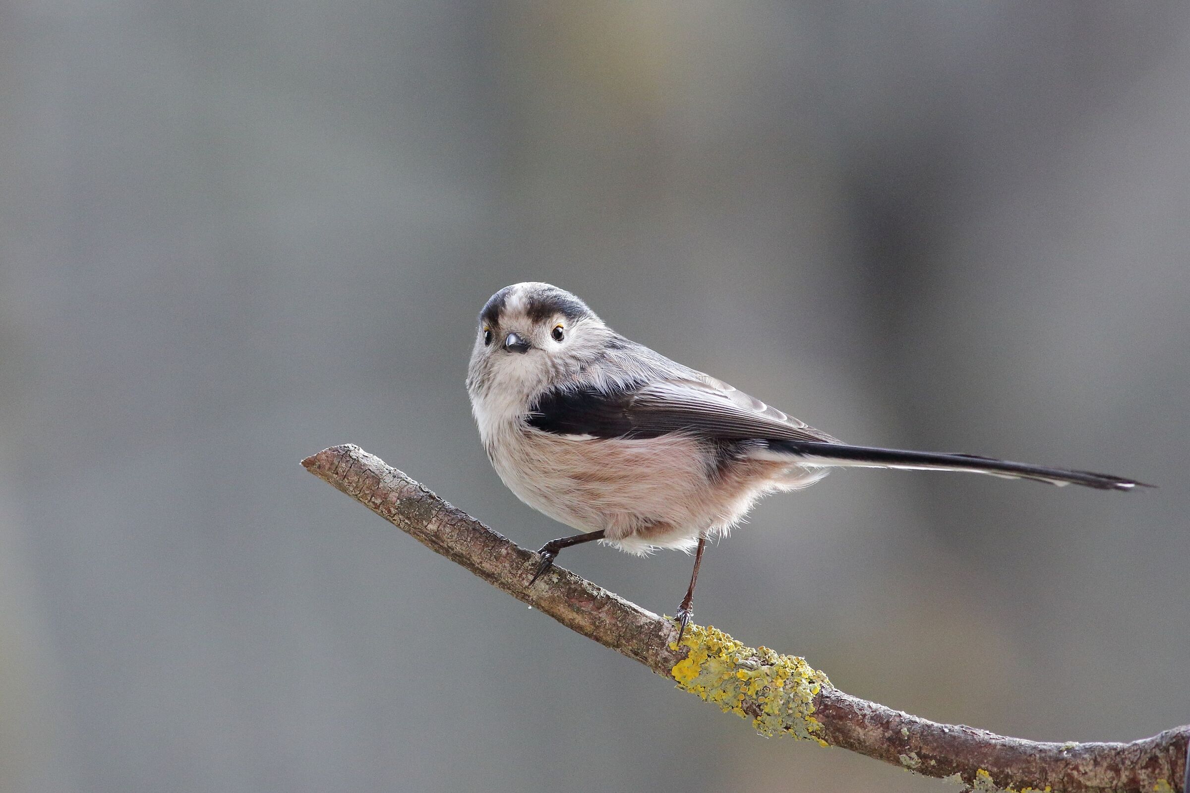 Aegitalus caudatus o codibugnolo