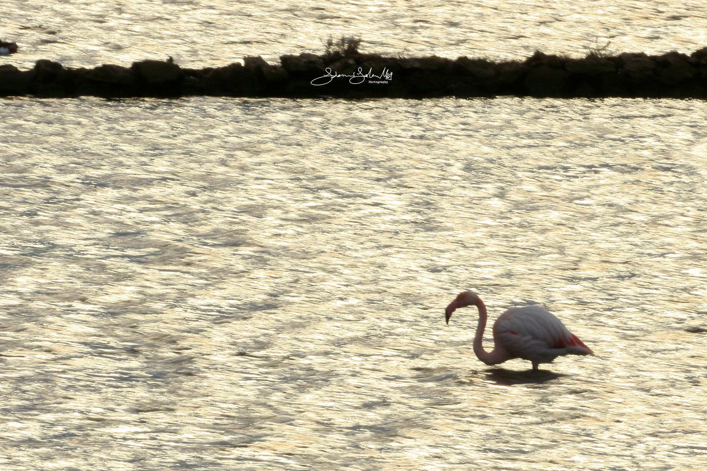 Golden waves (Phoenicopterus roseus, P., 1811)
