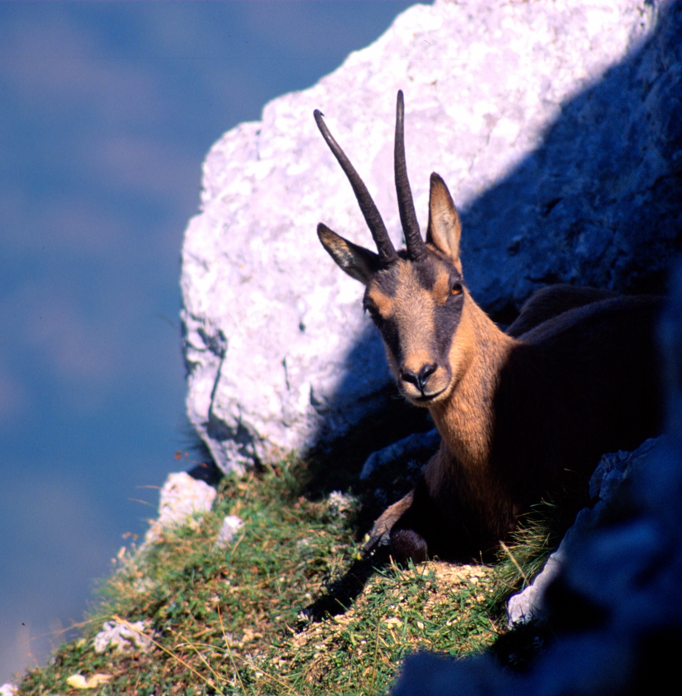 camoscio in val di rose -parco nazionale d'abruzzo