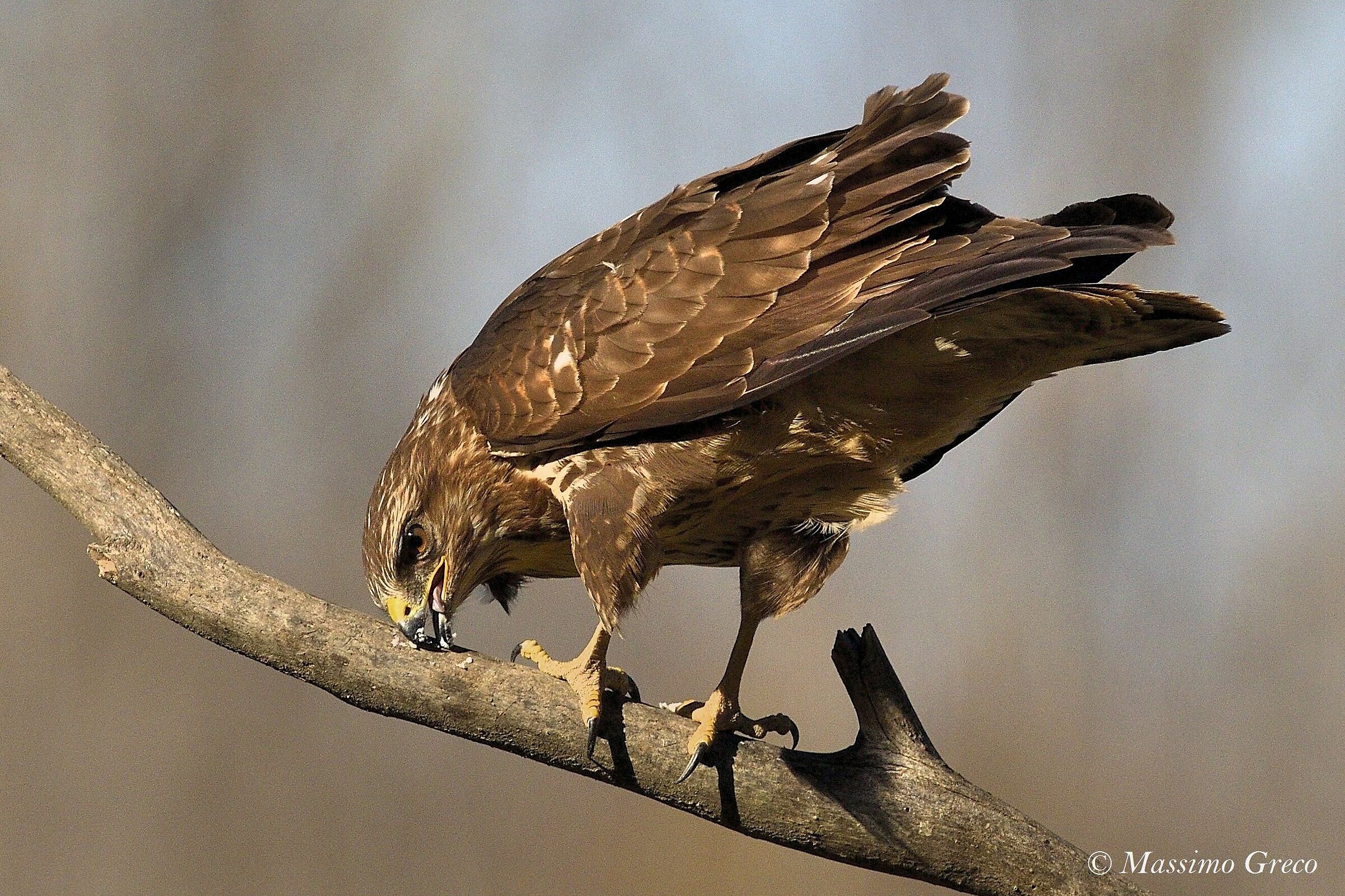 Poiana comune (Buteo buteo)