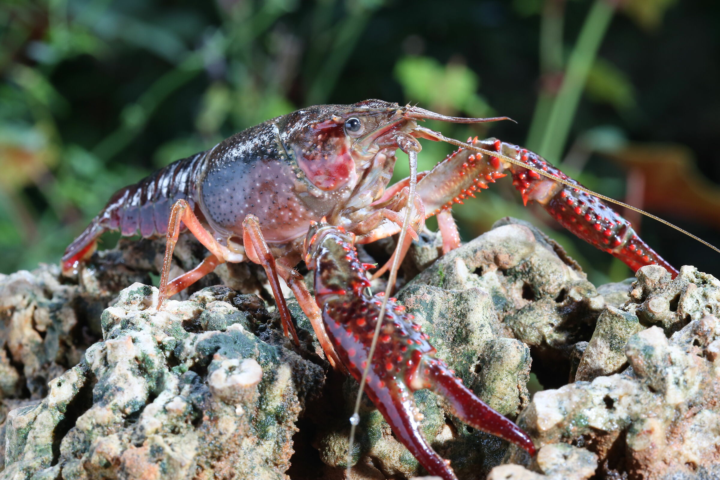 Louisiana Red Shrimp