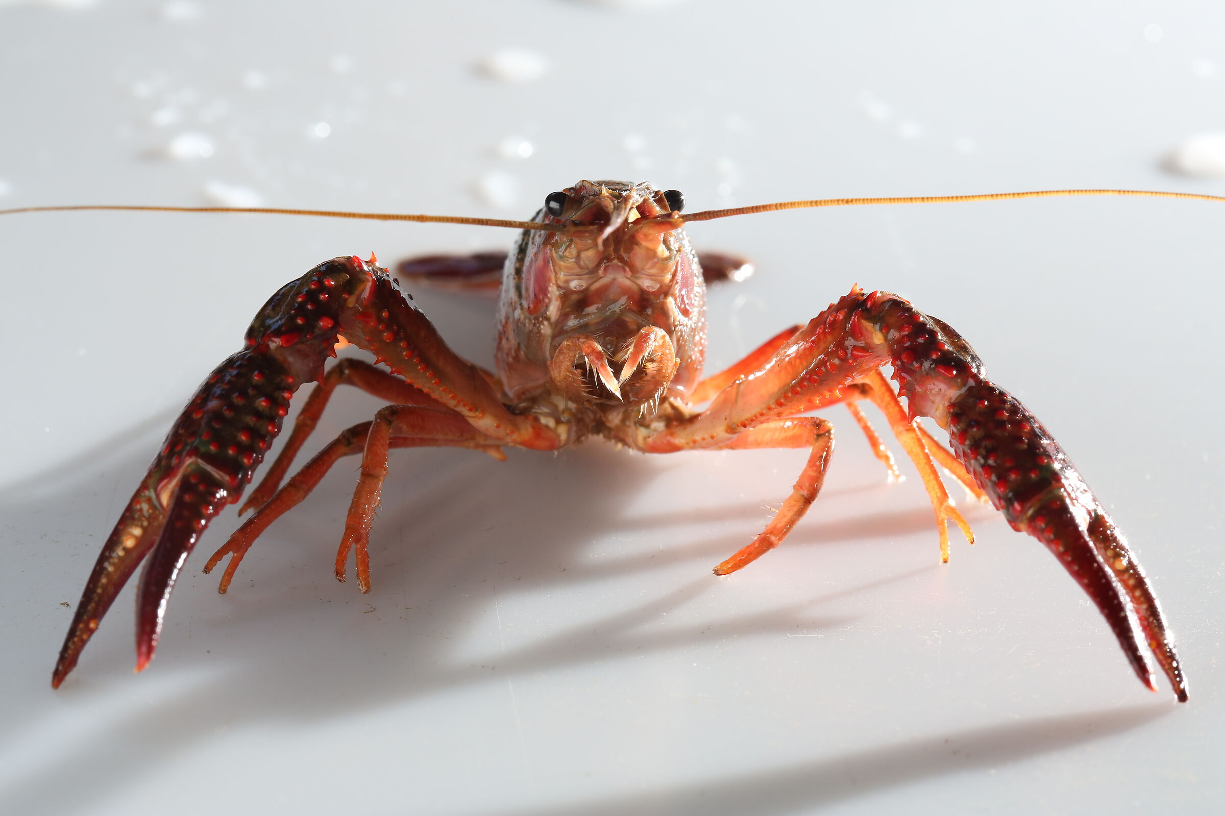 Louisiana Red Shrimp