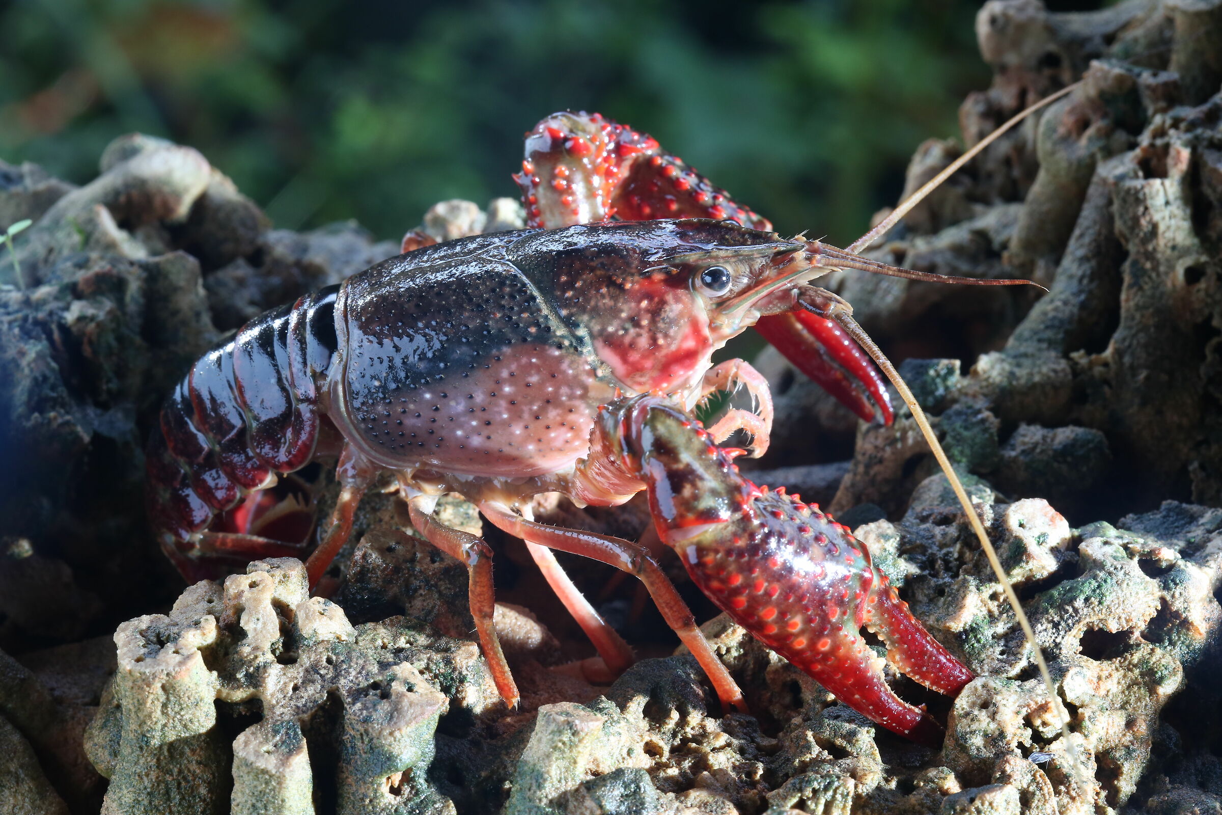 Louisiana Red Shrimp