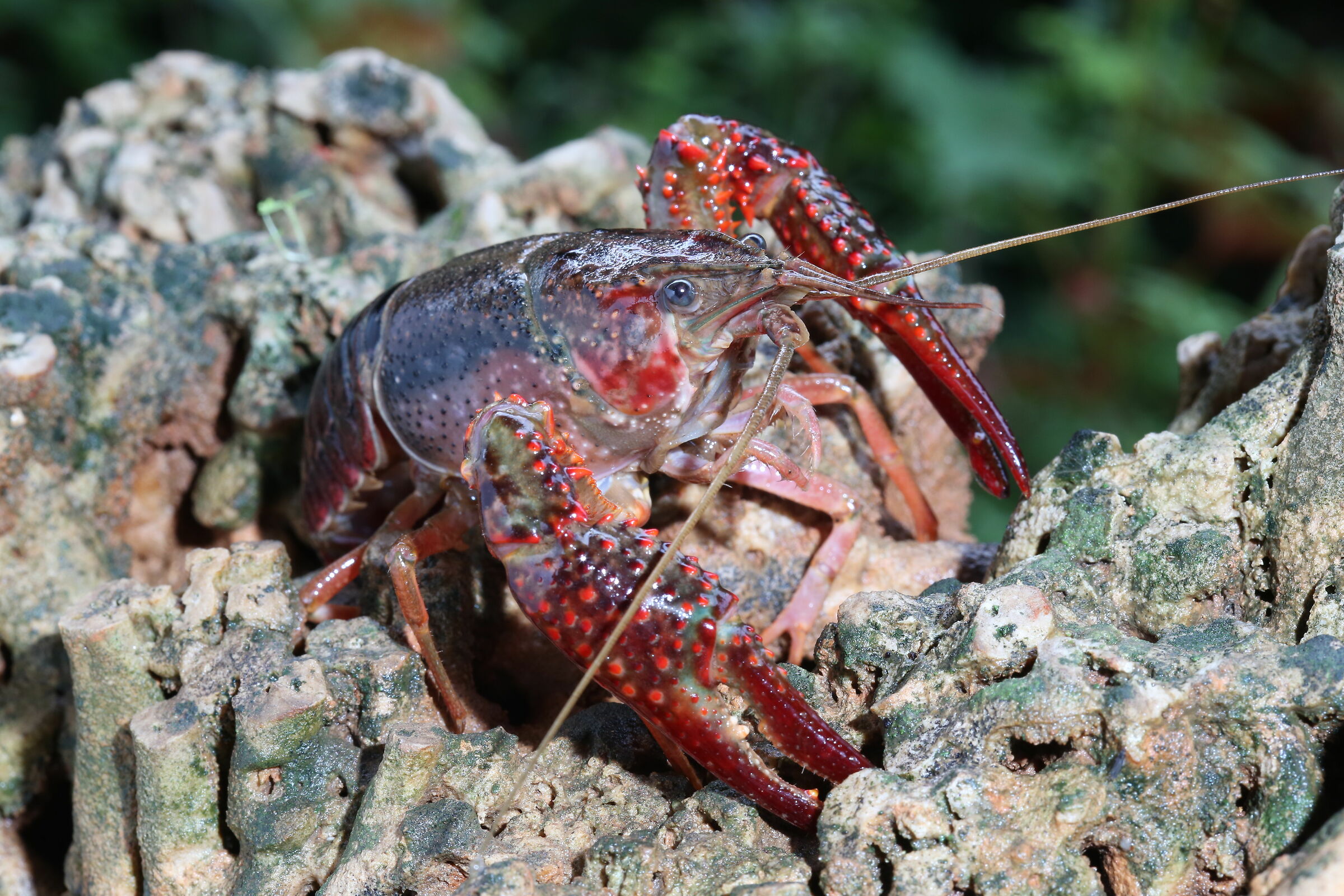 Louisiana Red Shrimp