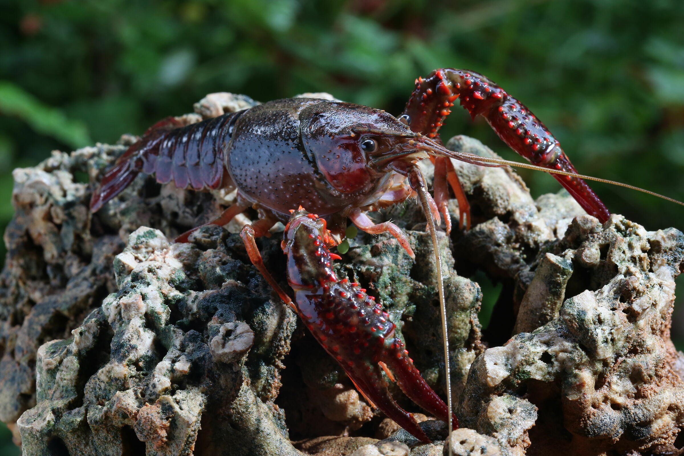 Louisiana Red Shrimp