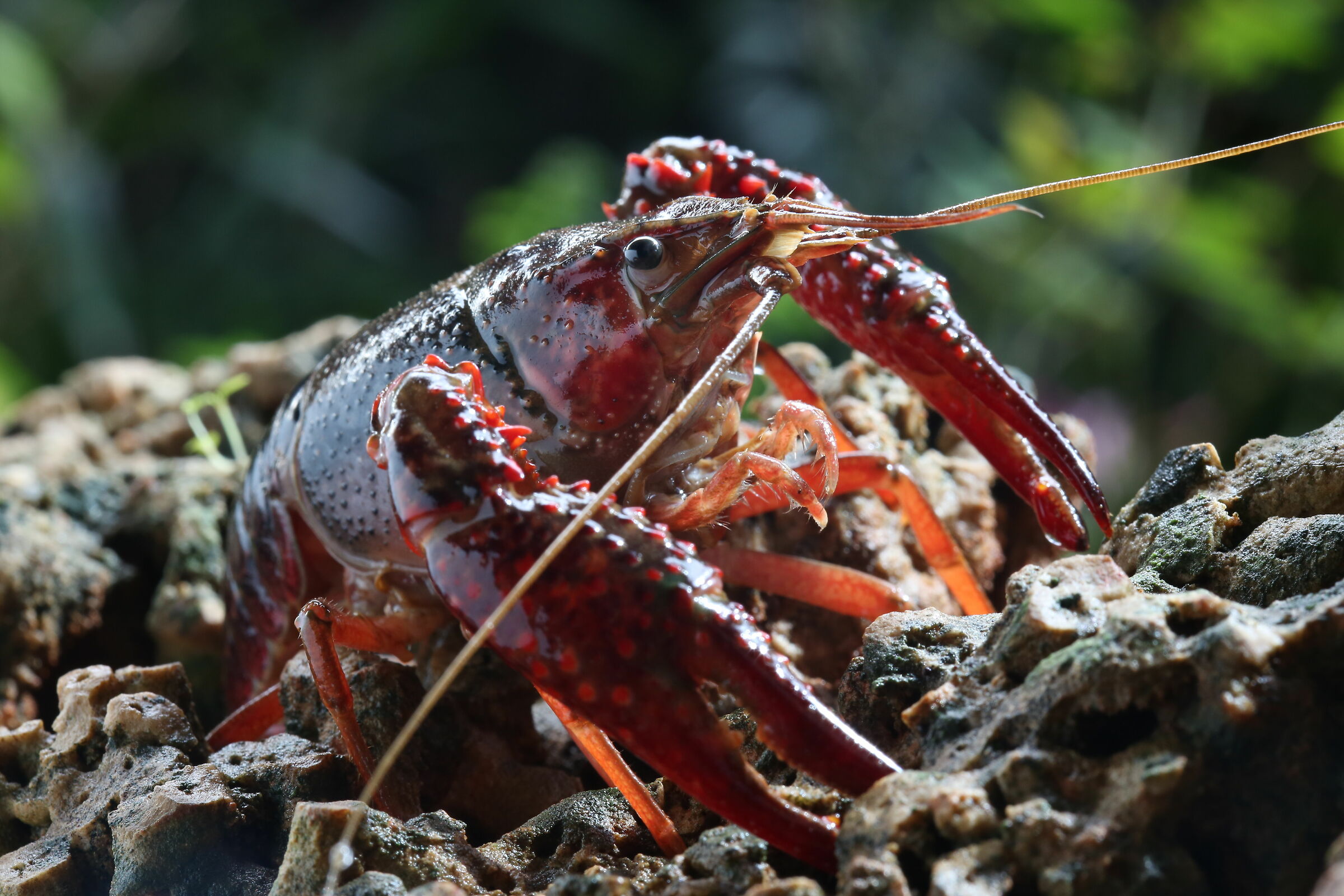 Louisiana Red Shrimp