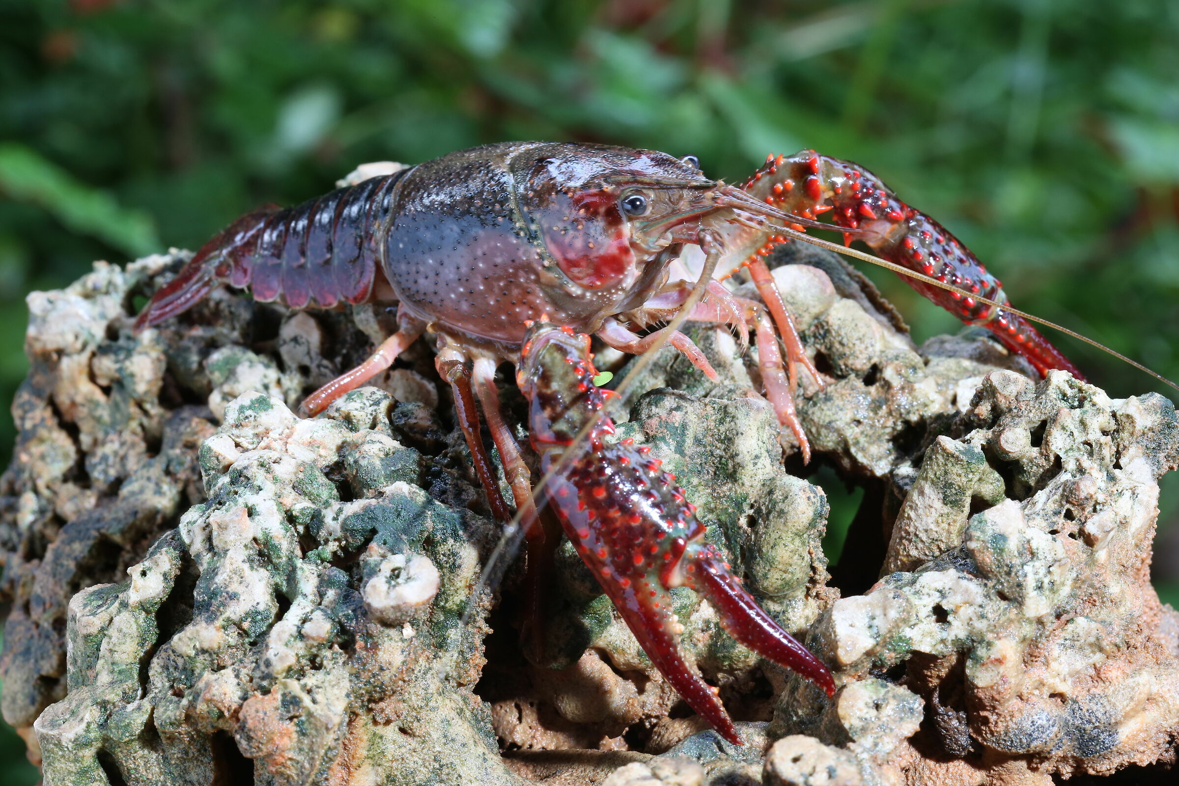 Louisiana Red Shrimp