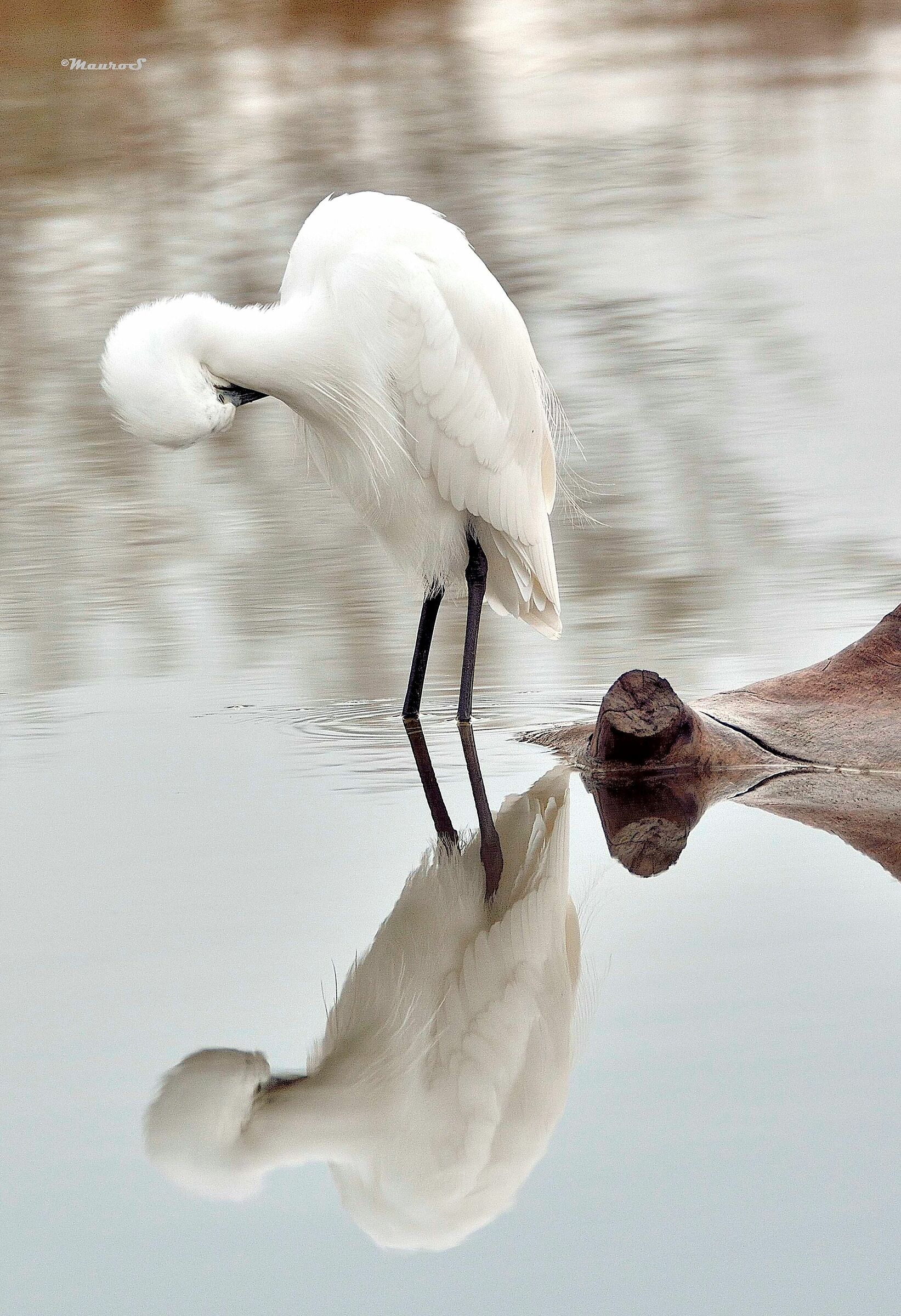 Garzetta che si specchia