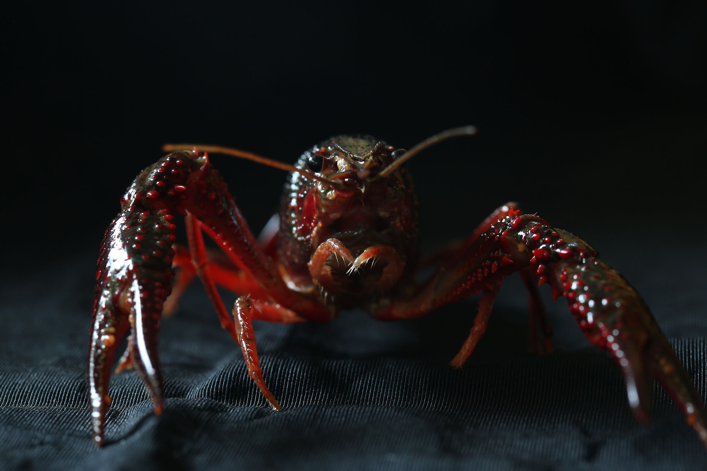 Louisiana Red Shrimp 2