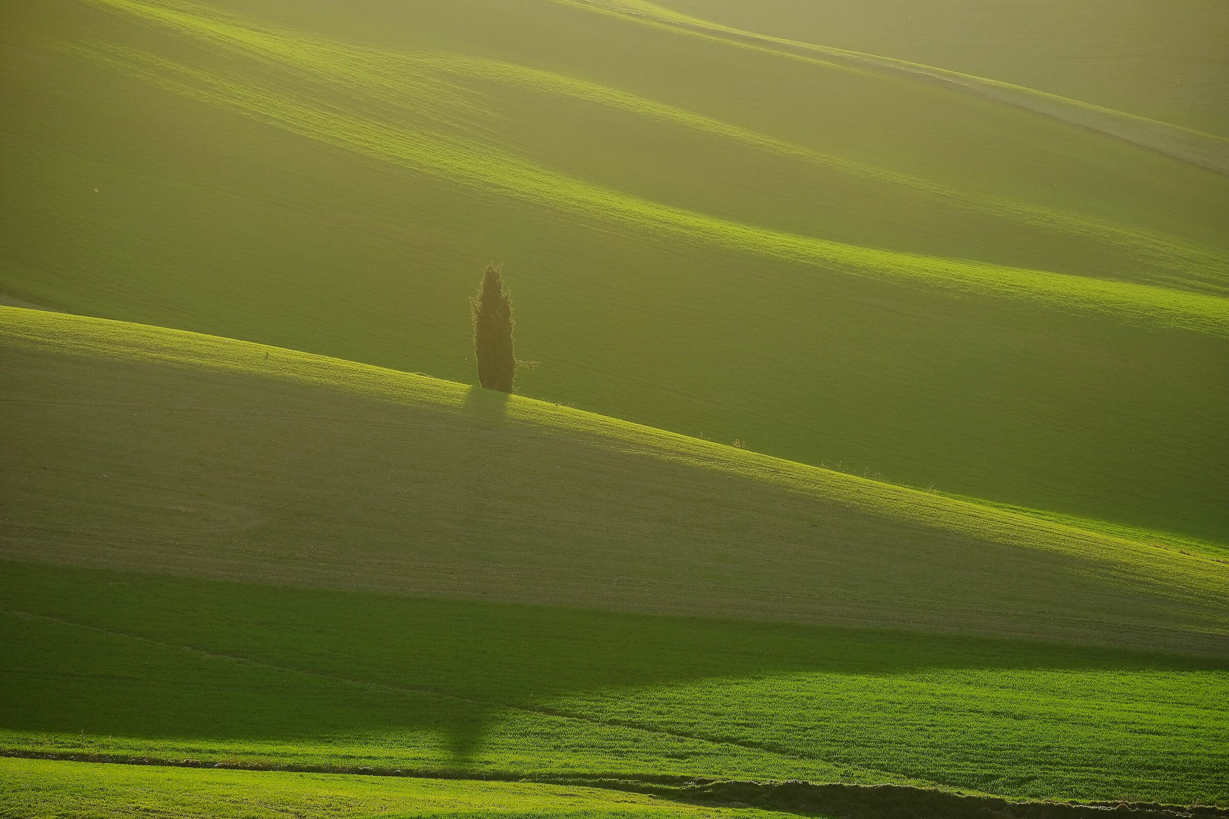 immersed in greenery