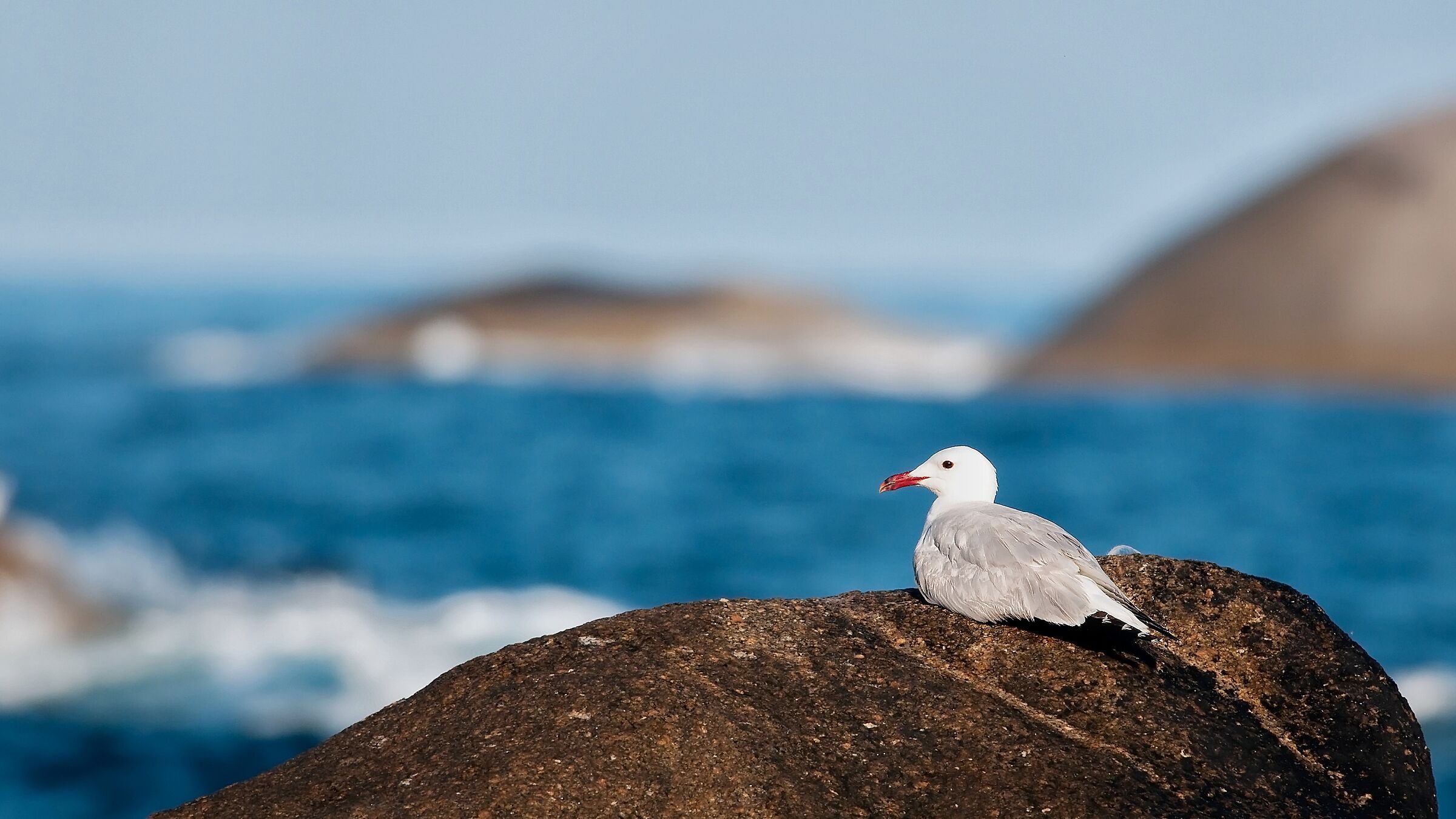 Seagull course.... Sardinian