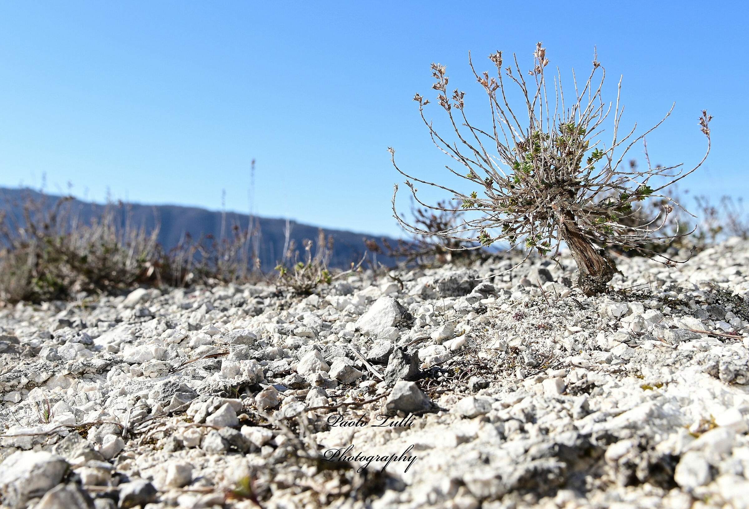 Tenacia e bellezza...