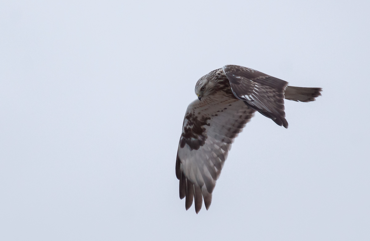 Rough legged buzzard