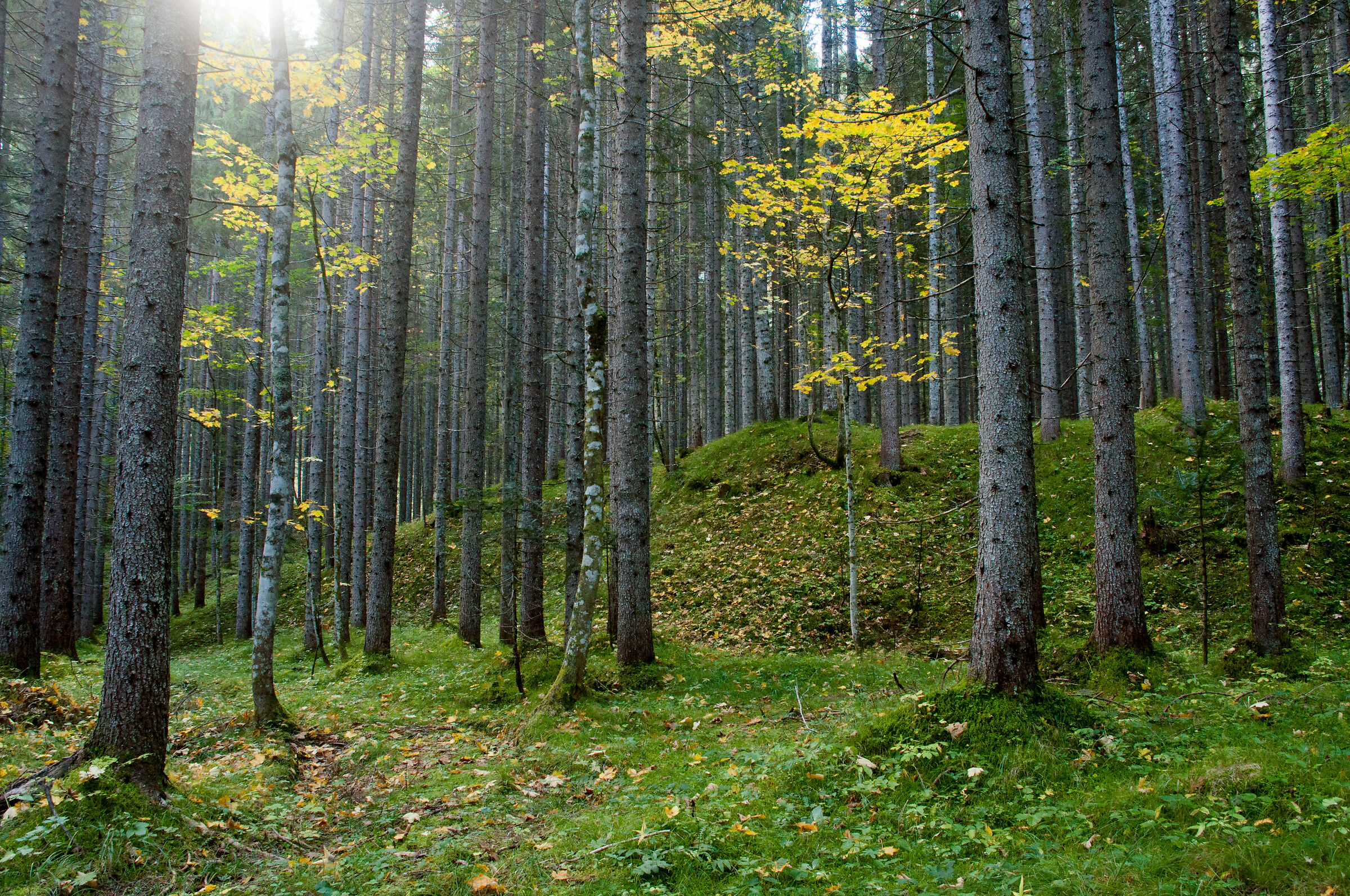 summer undergrowth
