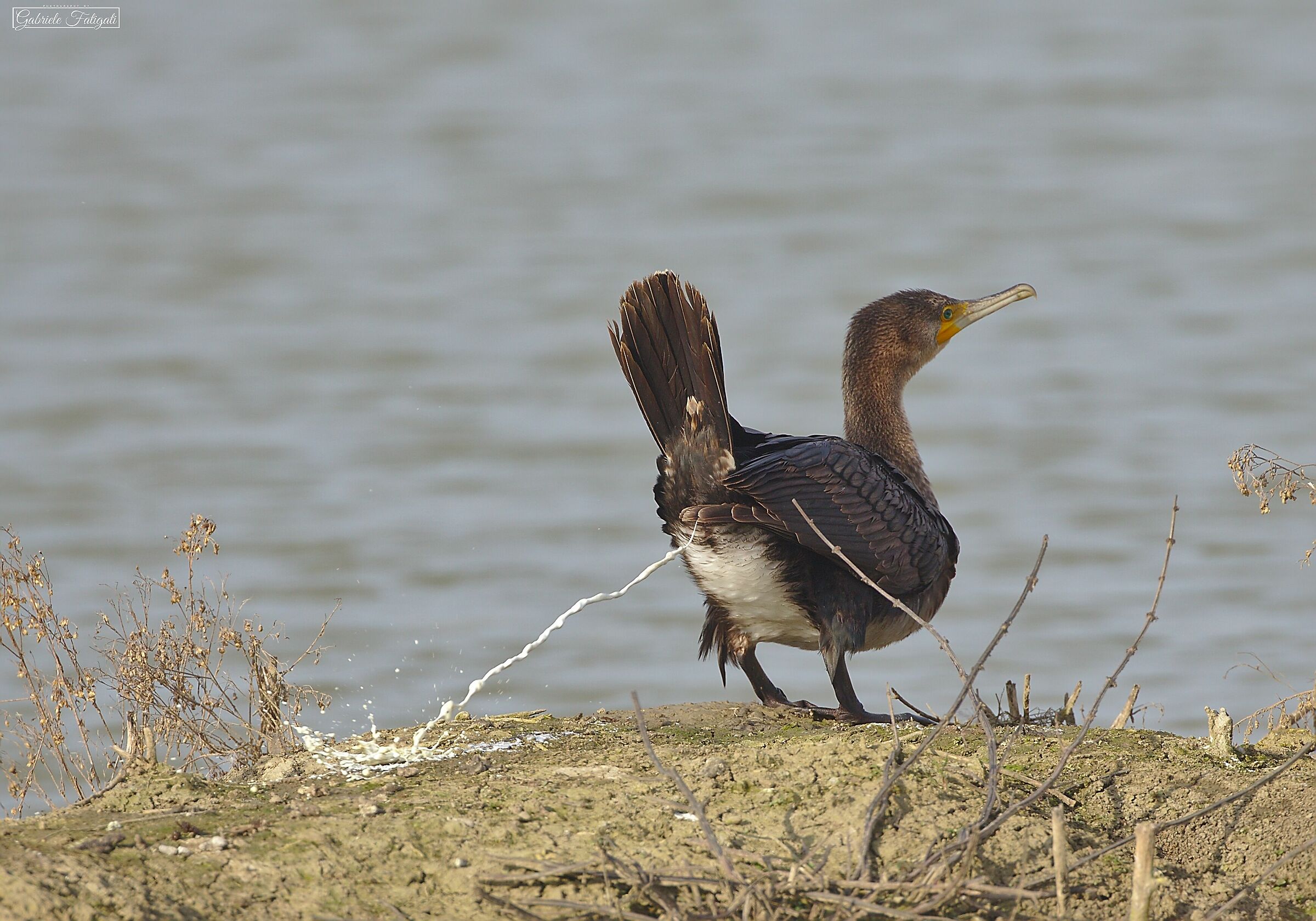A very reserved cormorant