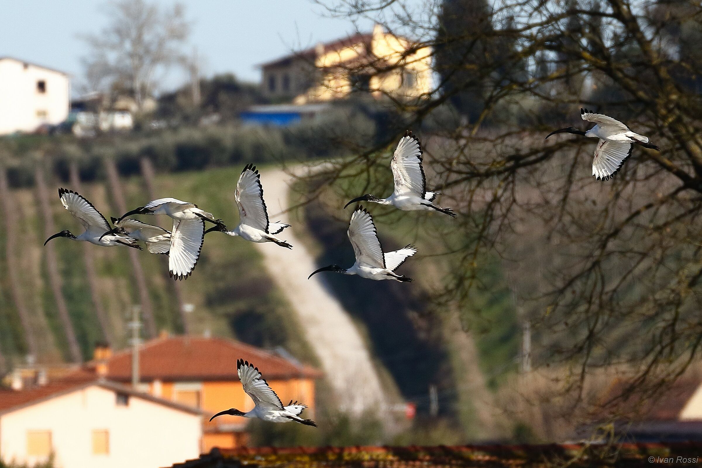 Ibis sacri in volo