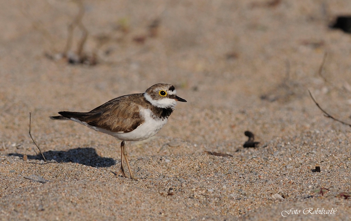 Corriere piccolo,,,,,