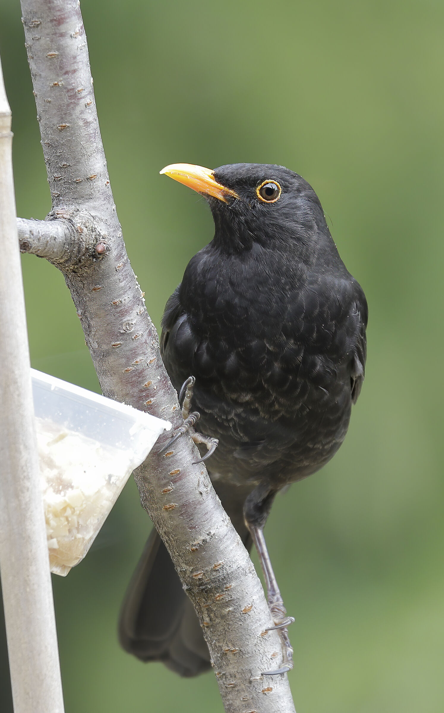 blackbird at breakfast.
