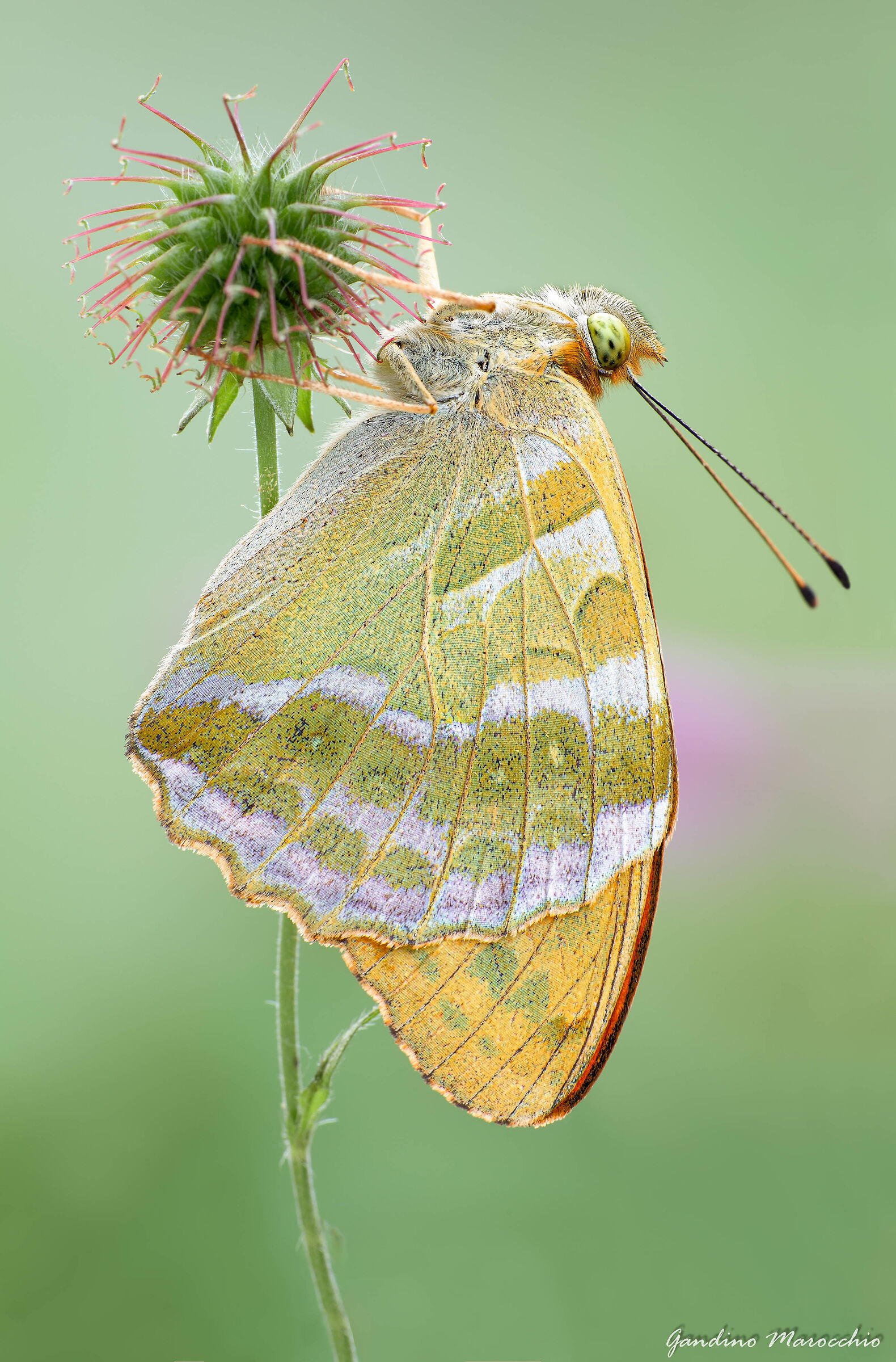 argynnis paphia