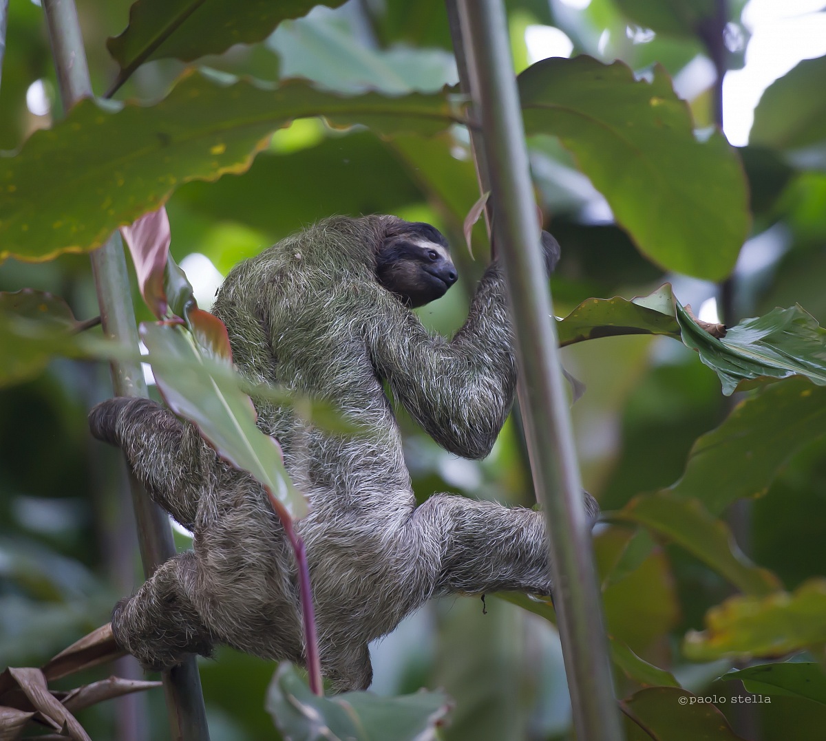 Three-fingered sloth