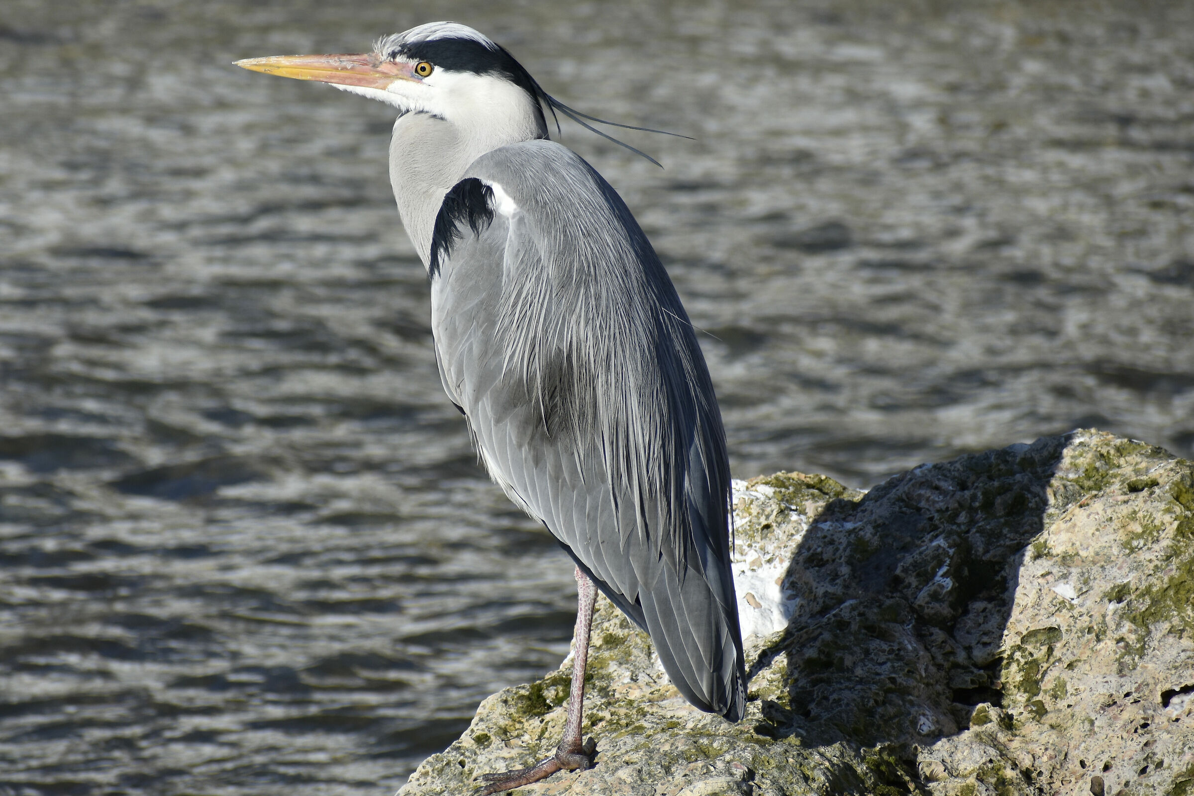 Cinerino heron