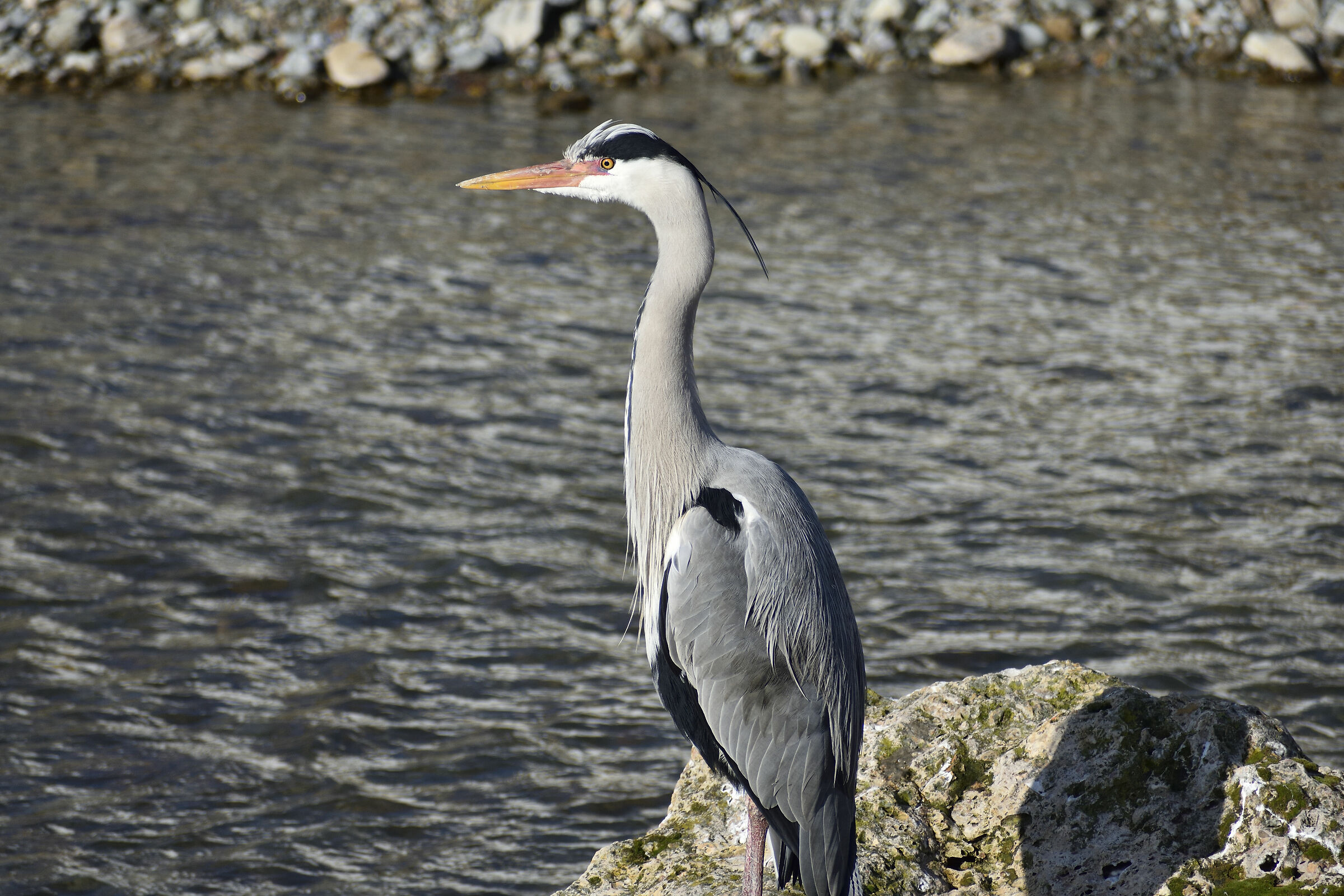 Cinerino heron