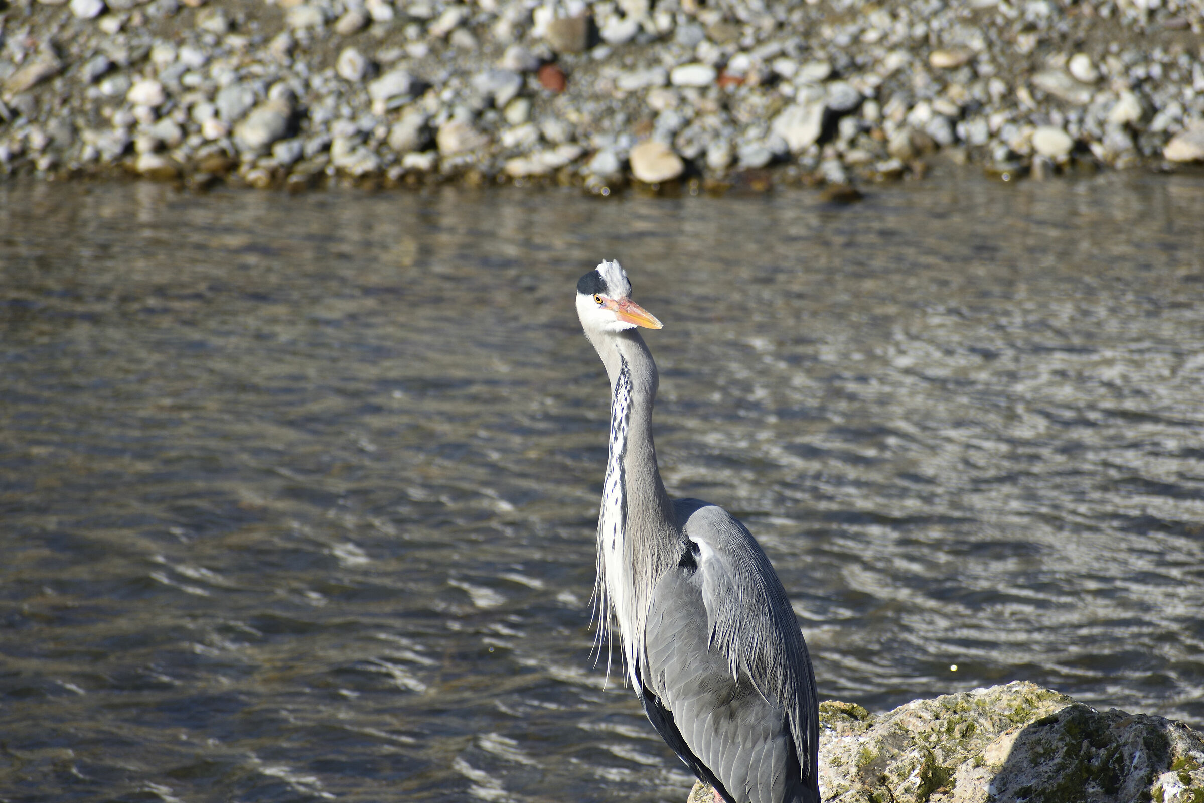 Cinerino heron